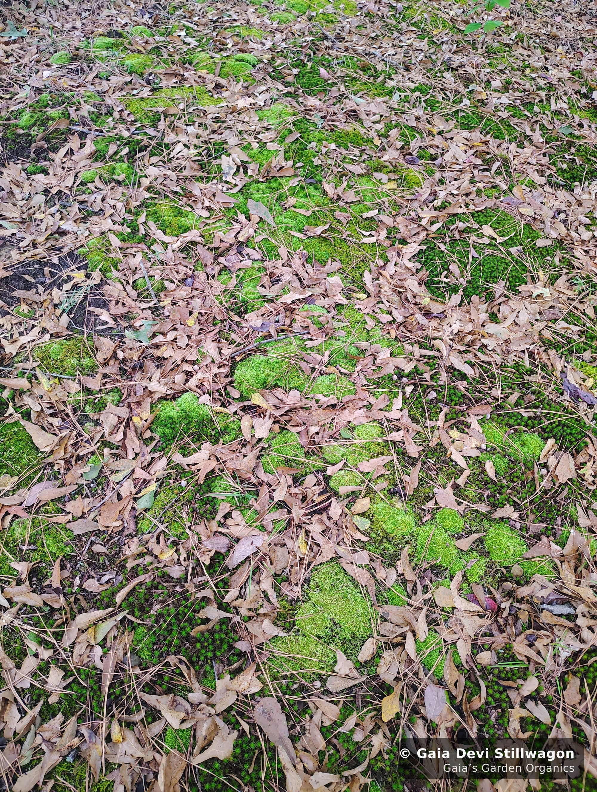 The medicinal herb garden at Gaia's Garden Organics, Umpire, Arkansas · Gaia Devi, clinical herbalist