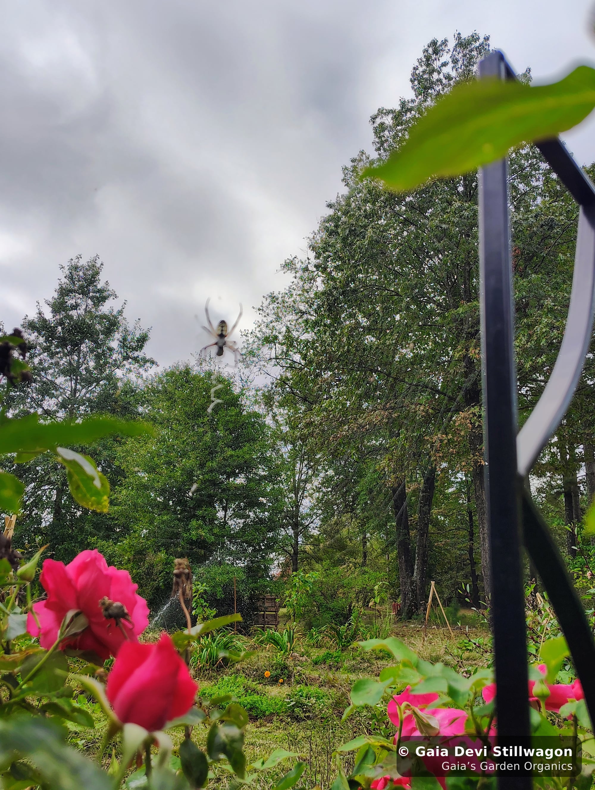 The medicinal herb garden at Gaia's Garden Organics, Umpire, Arkansas · Gaia Devi, clinical herbalist
