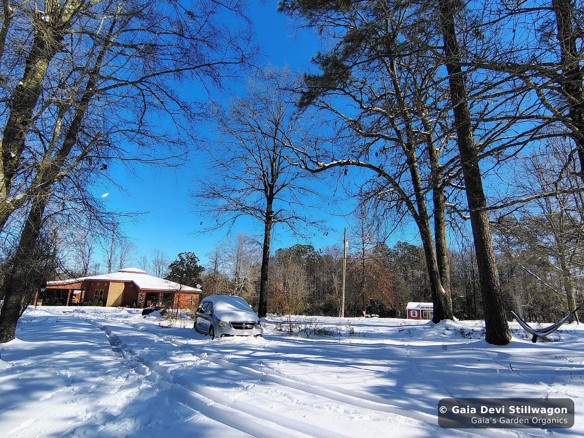 The medicinal herb garden at Gaia's Garden Organics, Umpire, Arkansas · Gaia Devi, clinical herbalist