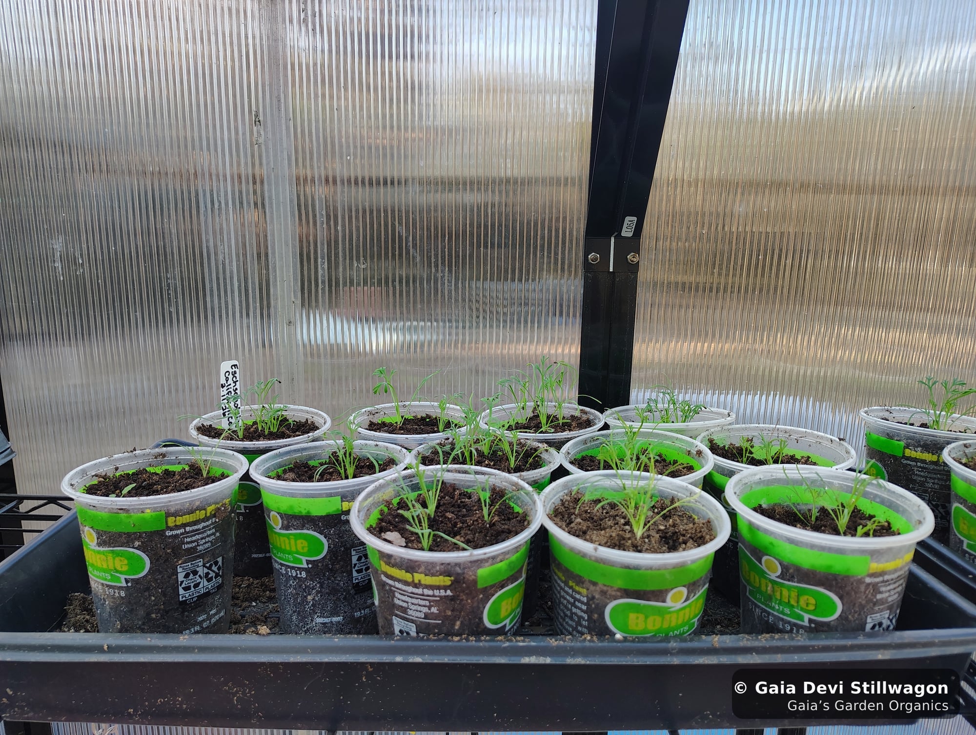 The medicinal herb garden at Gaia's Garden Organics, Umpire, Arkansas · Gaia Devi, clinical herbalist