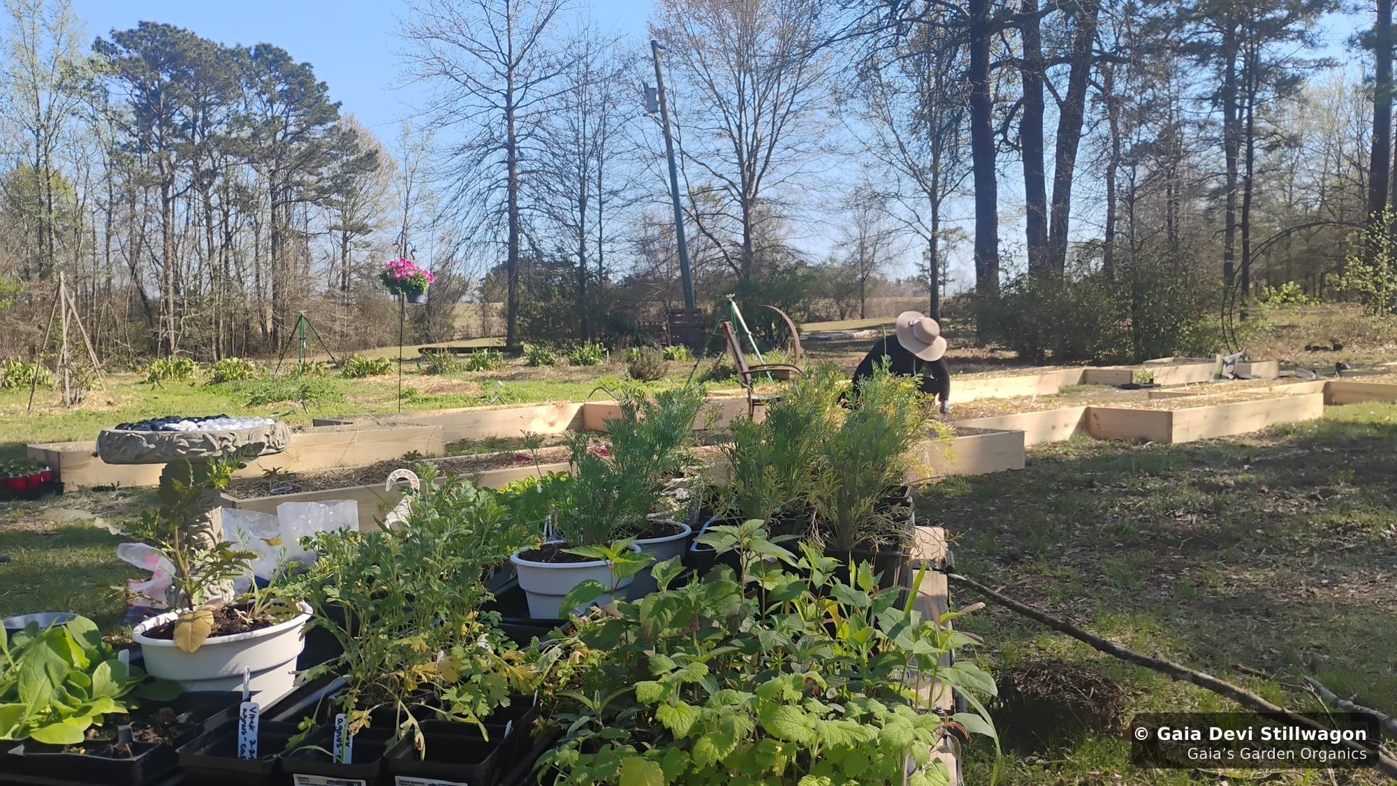 The medicinal herb garden at Gaia's Garden Organics, Umpire, Arkansas · Gaia Devi, clinical herbalist