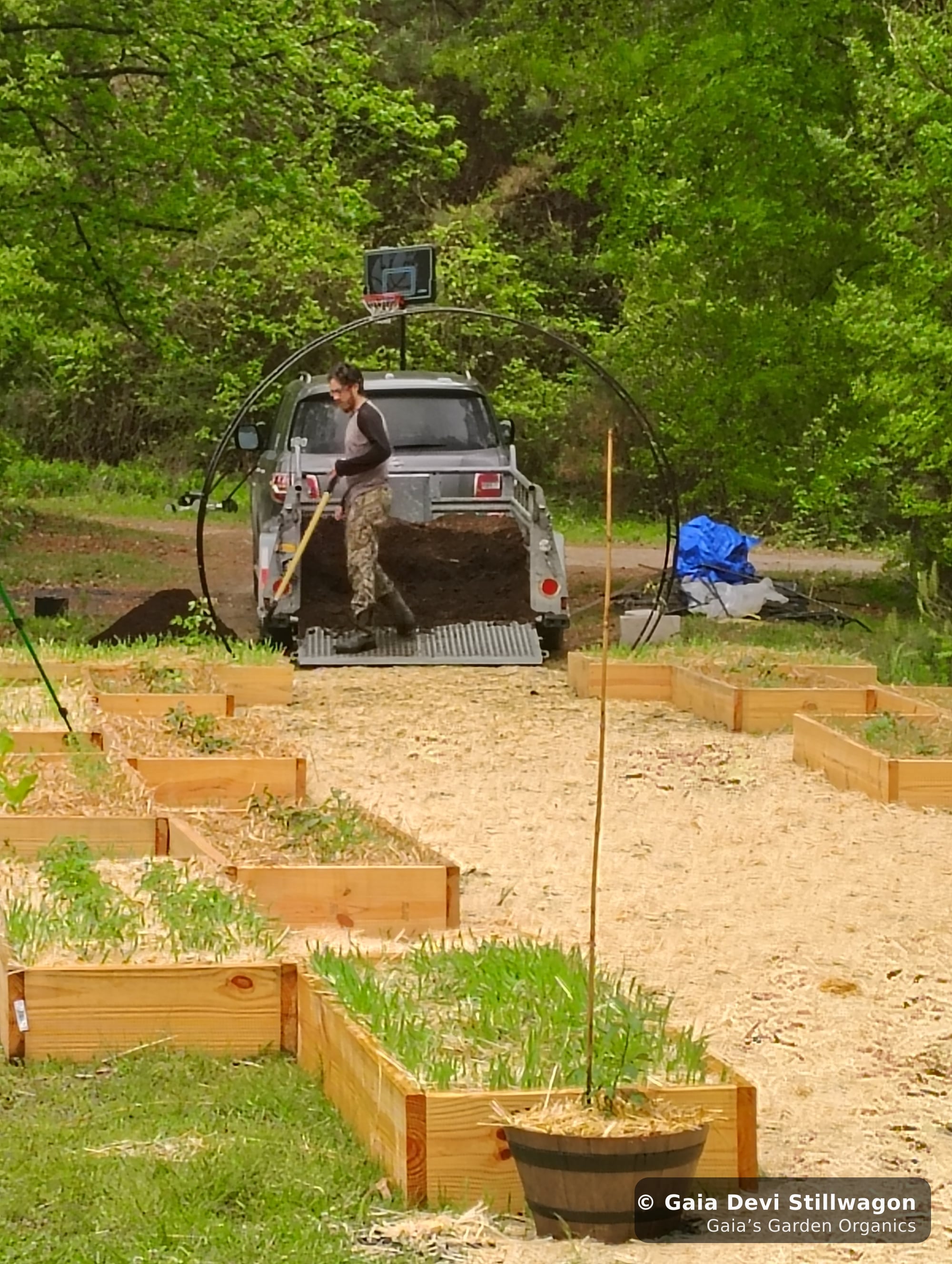 The medicinal herb garden at Gaia's Garden Organics, Umpire, Arkansas · Gaia Devi, clinical herbalist