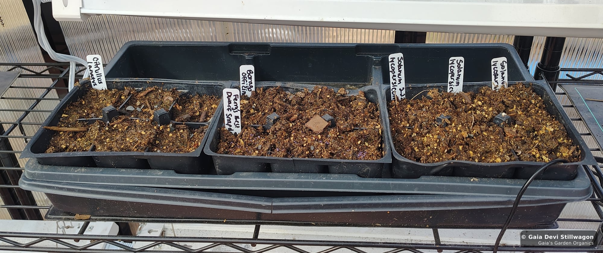 The medicinal herb garden at Gaia's Garden Organics, Umpire, Arkansas · Gaia Devi, clinical herbalist