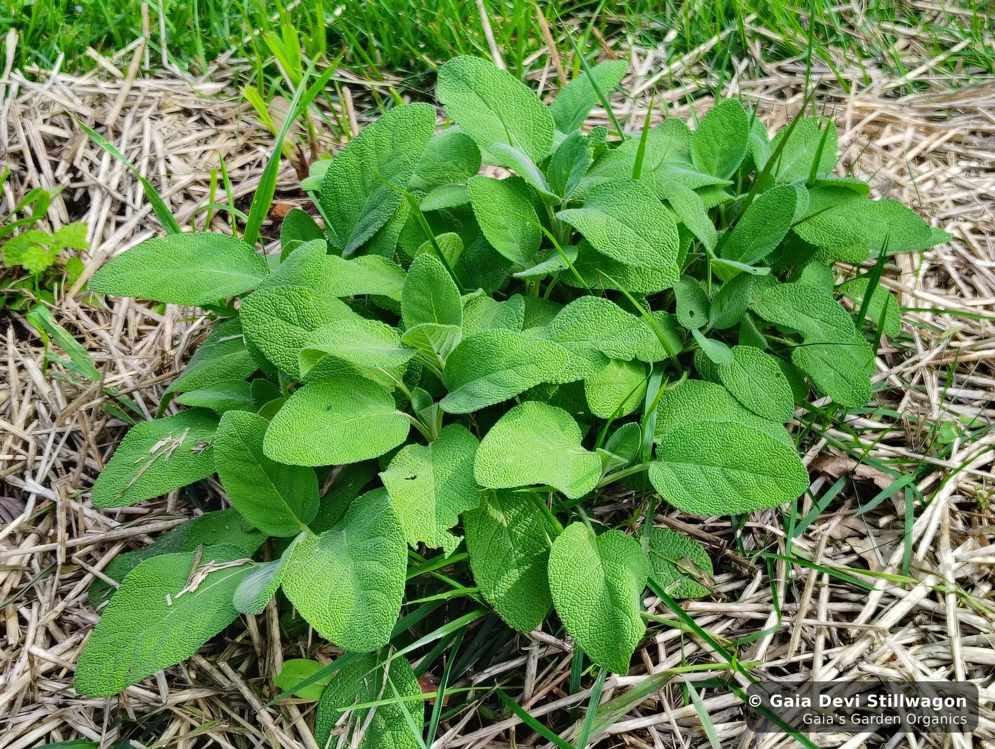 The medicinal herb garden at Gaia's Garden Organics, Umpire, Arkansas · Gaia Devi, clinical herbalist