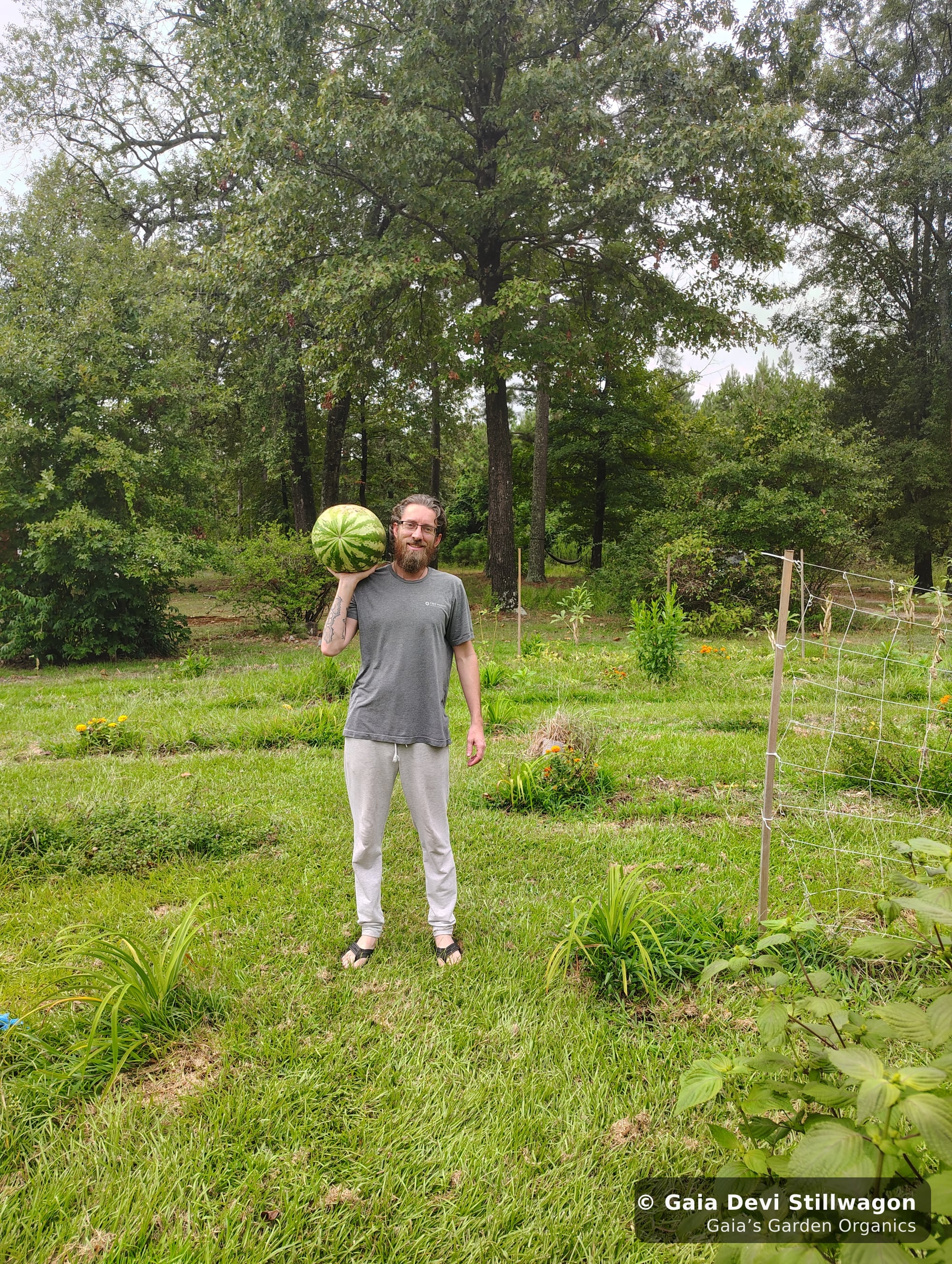 The medicinal herb garden at Gaia's Garden Organics, Umpire, Arkansas · Gaia Devi, clinical herbalist