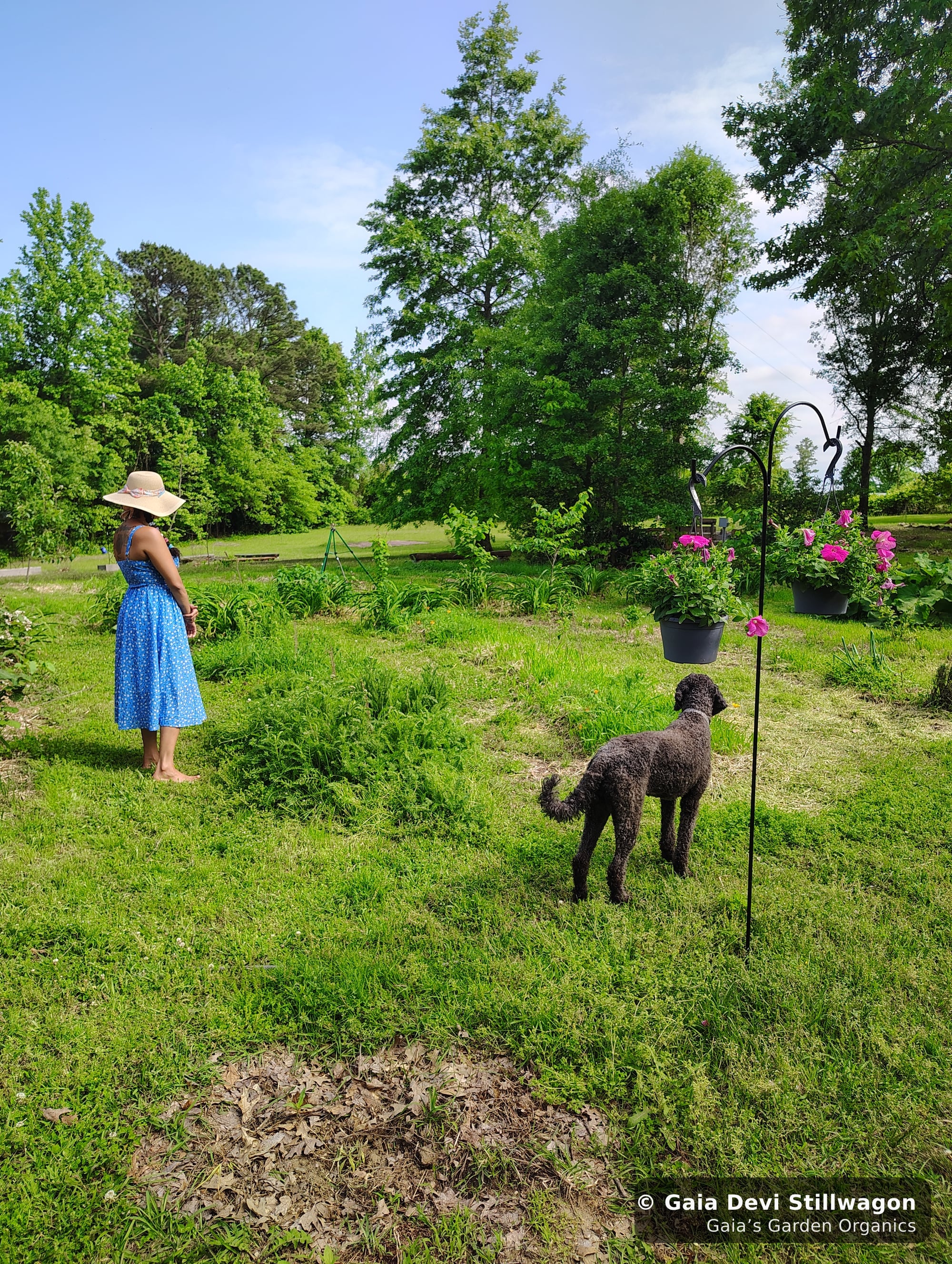 Gaia Devi, clinical herbalist, with Samadhi checking on California poppy in the medicine garden where every flower essence in our line is hand-prepared