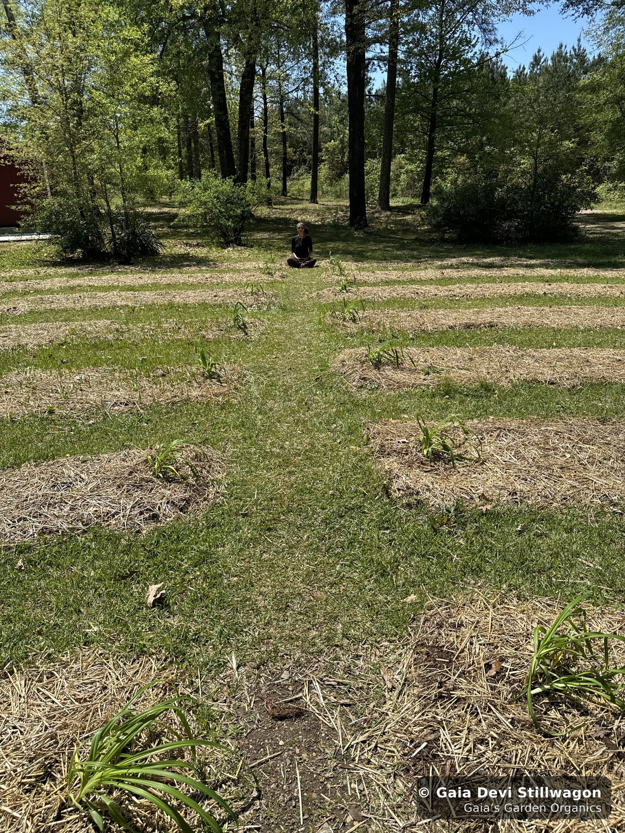 The medicinal herb garden at Gaia's Garden Organics, Umpire, Arkansas · Gaia Devi, clinical herbalist