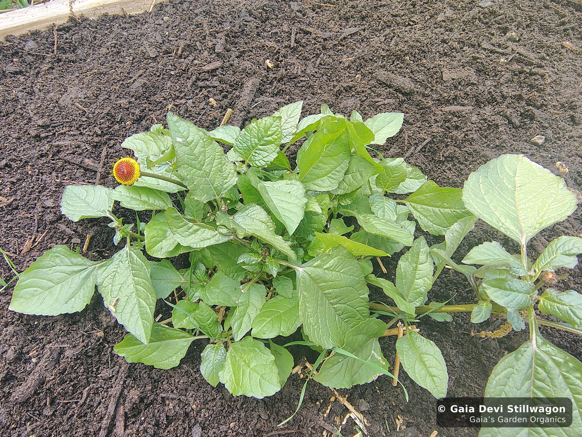 The medicinal herb garden at Gaia's Garden Organics, Umpire, Arkansas · Gaia Devi, clinical herbalist