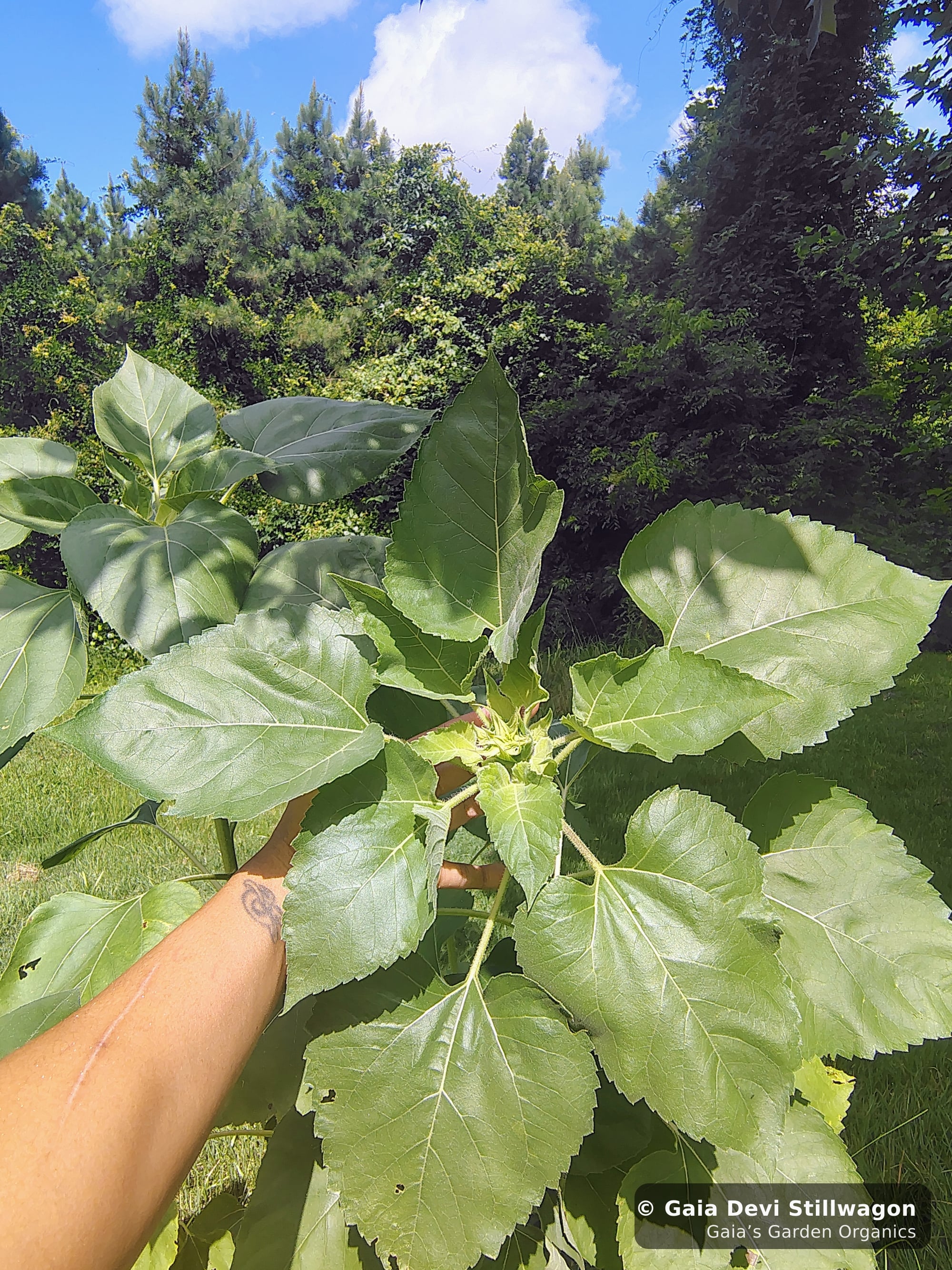 The medicinal herb garden at Gaia's Garden Organics, Umpire, Arkansas · Gaia Devi, clinical herbalist