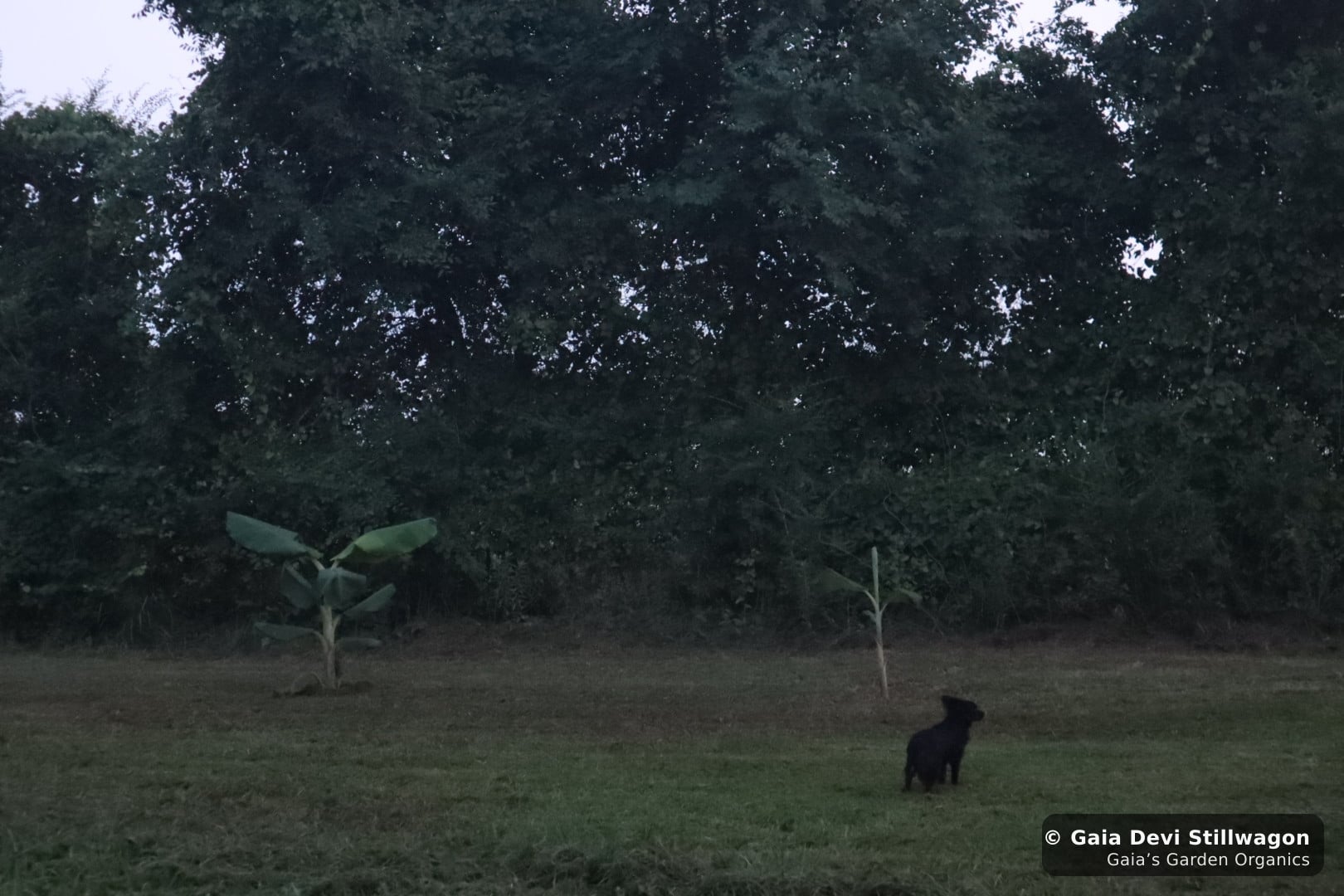 Onyx near the banana plants at dusk at Gaia's Garden in 2023, the quieter end of day when grief in dogs often surfaces most visibly