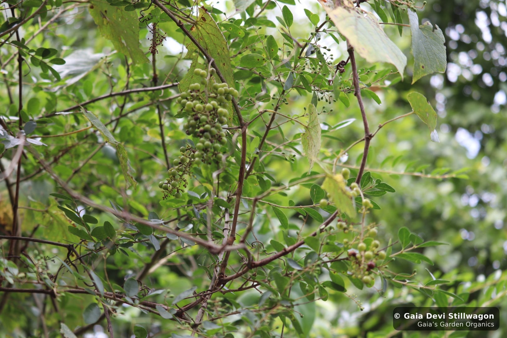 The medicinal herb garden at Gaia's Garden Organics, Umpire, Arkansas · Gaia Devi, clinical herbalist