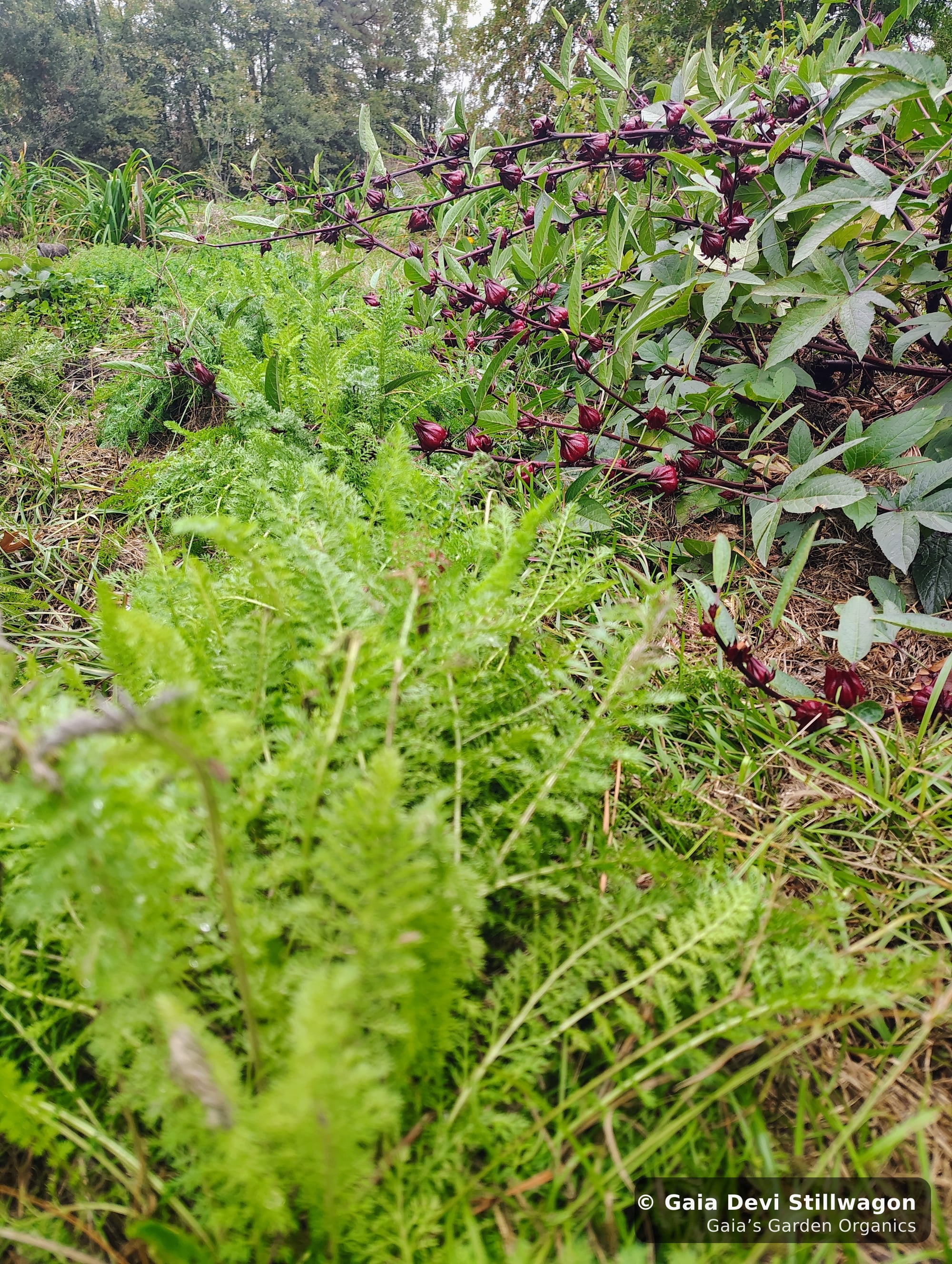 The medicinal herb garden at Gaia's Garden Organics, Umpire, Arkansas · Gaia Devi, clinical herbalist