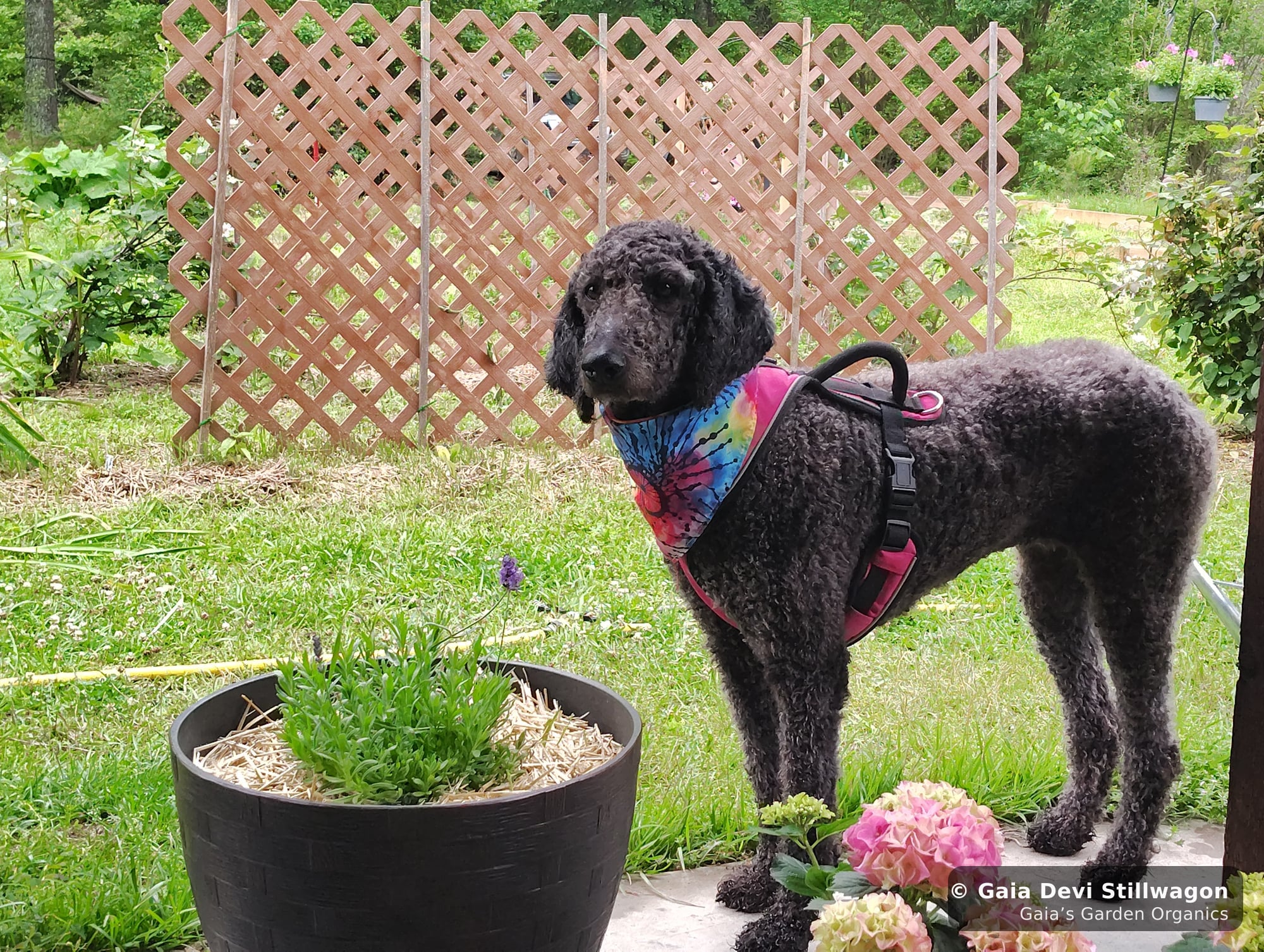 Samadhi beside a flowering lavender plant in our medicine garden, the same lavender we steward for our Tranquility Essence, the most common flower essence dosed on a treat for anxious dogs