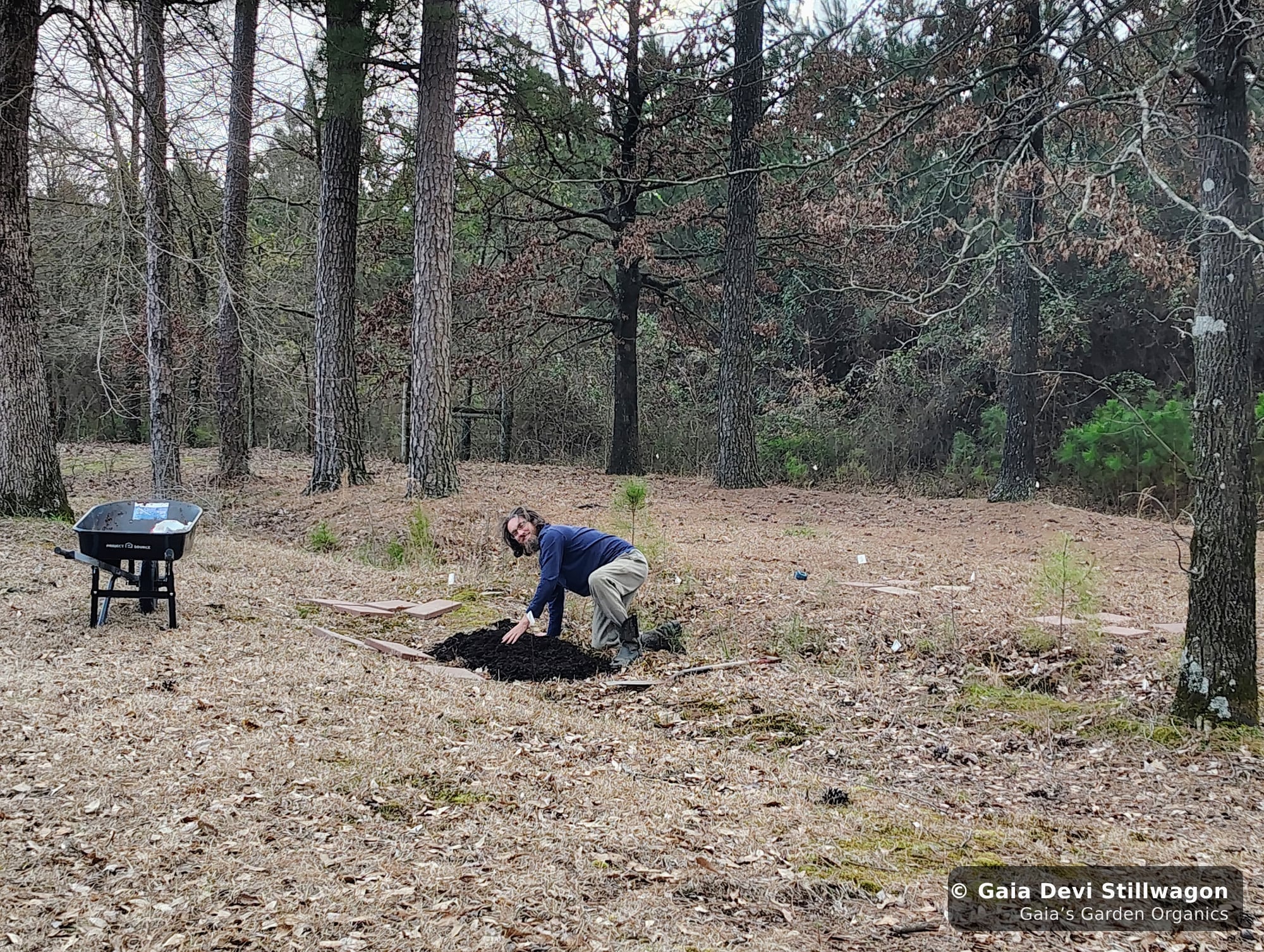 The medicinal herb garden at Gaia's Garden Organics, Umpire, Arkansas · Gaia Devi, clinical herbalist
