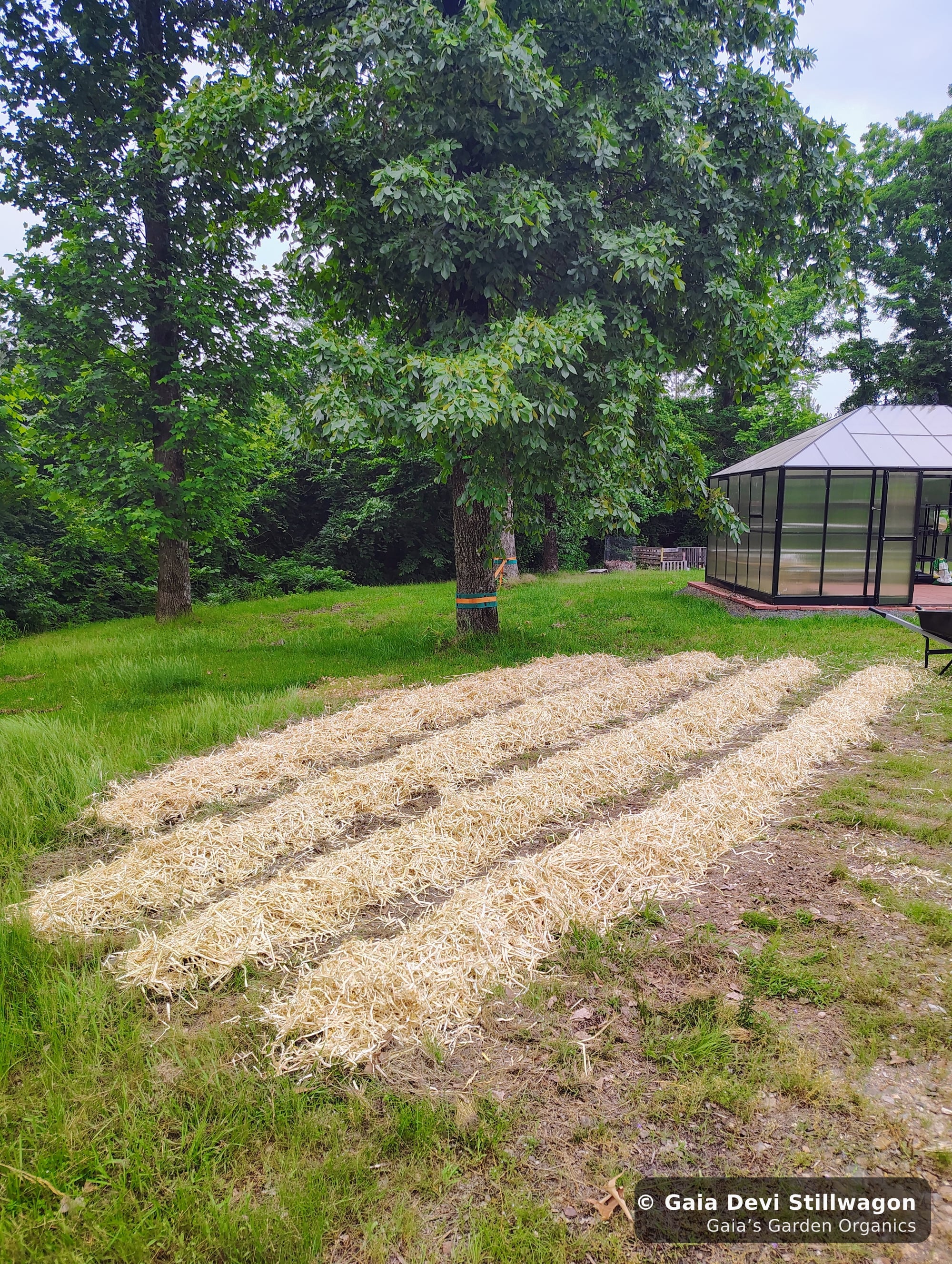 The medicinal herb garden at Gaia's Garden Organics, Umpire, Arkansas · Gaia Devi, clinical herbalist