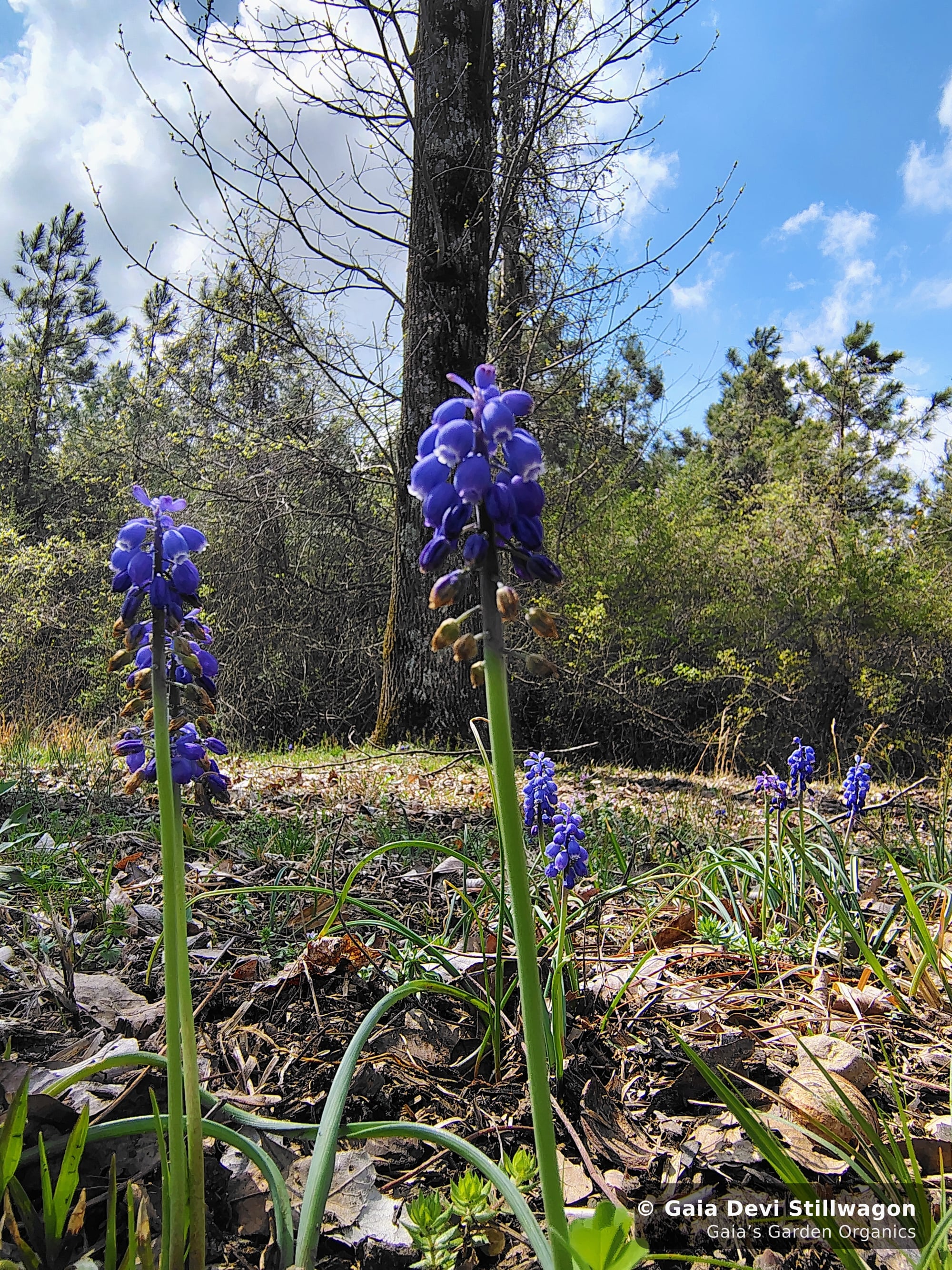The medicinal herb garden at Gaia's Garden Organics, Umpire, Arkansas · Gaia Devi, clinical herbalist