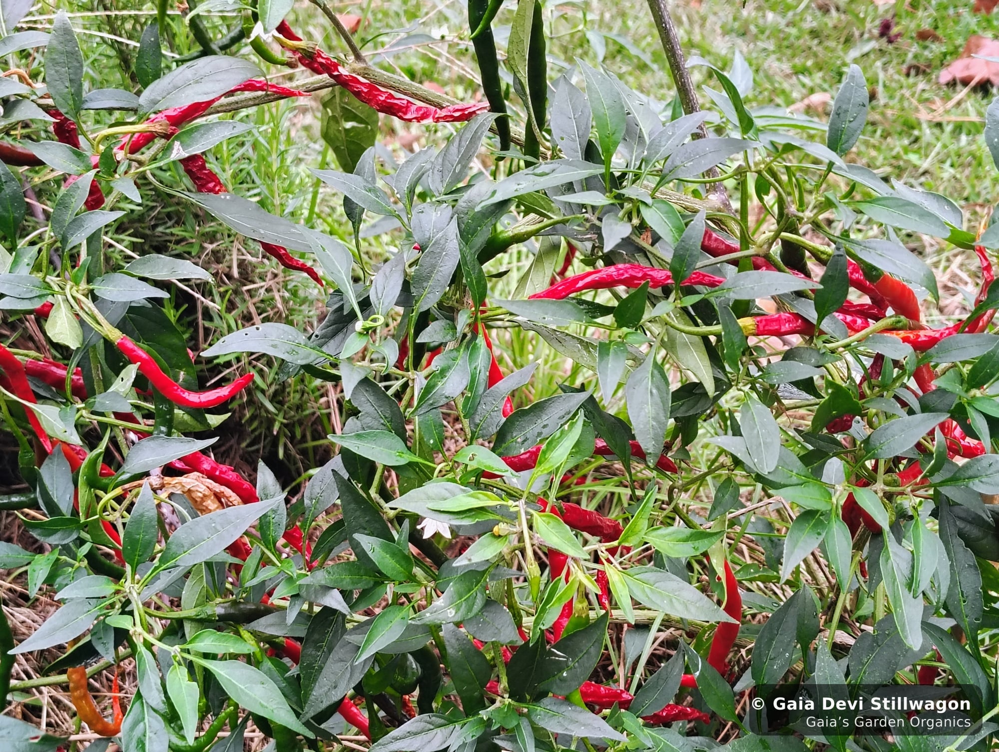 The medicinal herb garden at Gaia's Garden Organics, Umpire, Arkansas · Gaia Devi, clinical herbalist