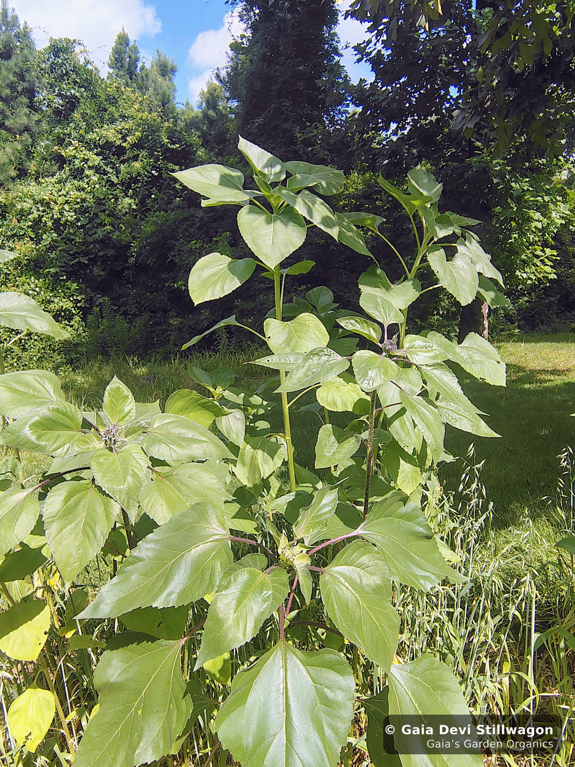 The medicinal herb garden at Gaia's Garden Organics, Umpire, Arkansas · Gaia Devi, clinical herbalist
