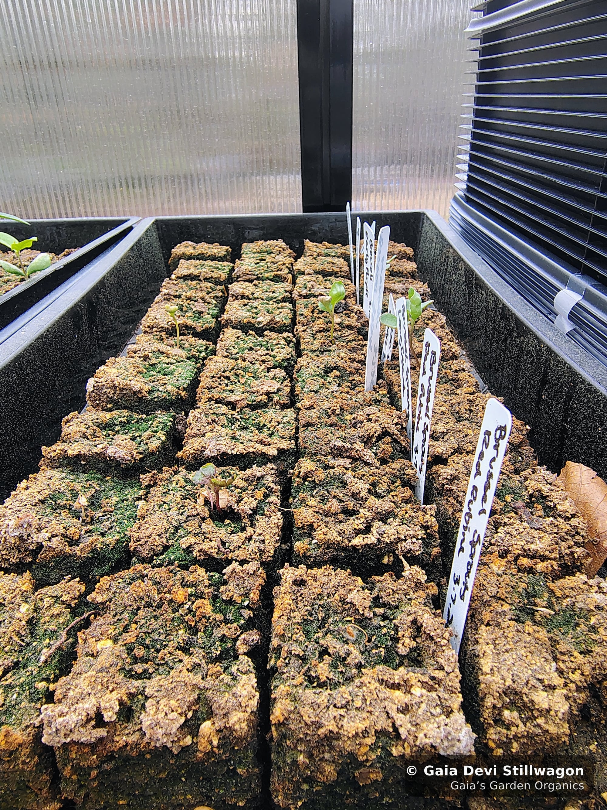 The medicinal herb garden at Gaia's Garden Organics, Umpire, Arkansas · Gaia Devi, clinical herbalist