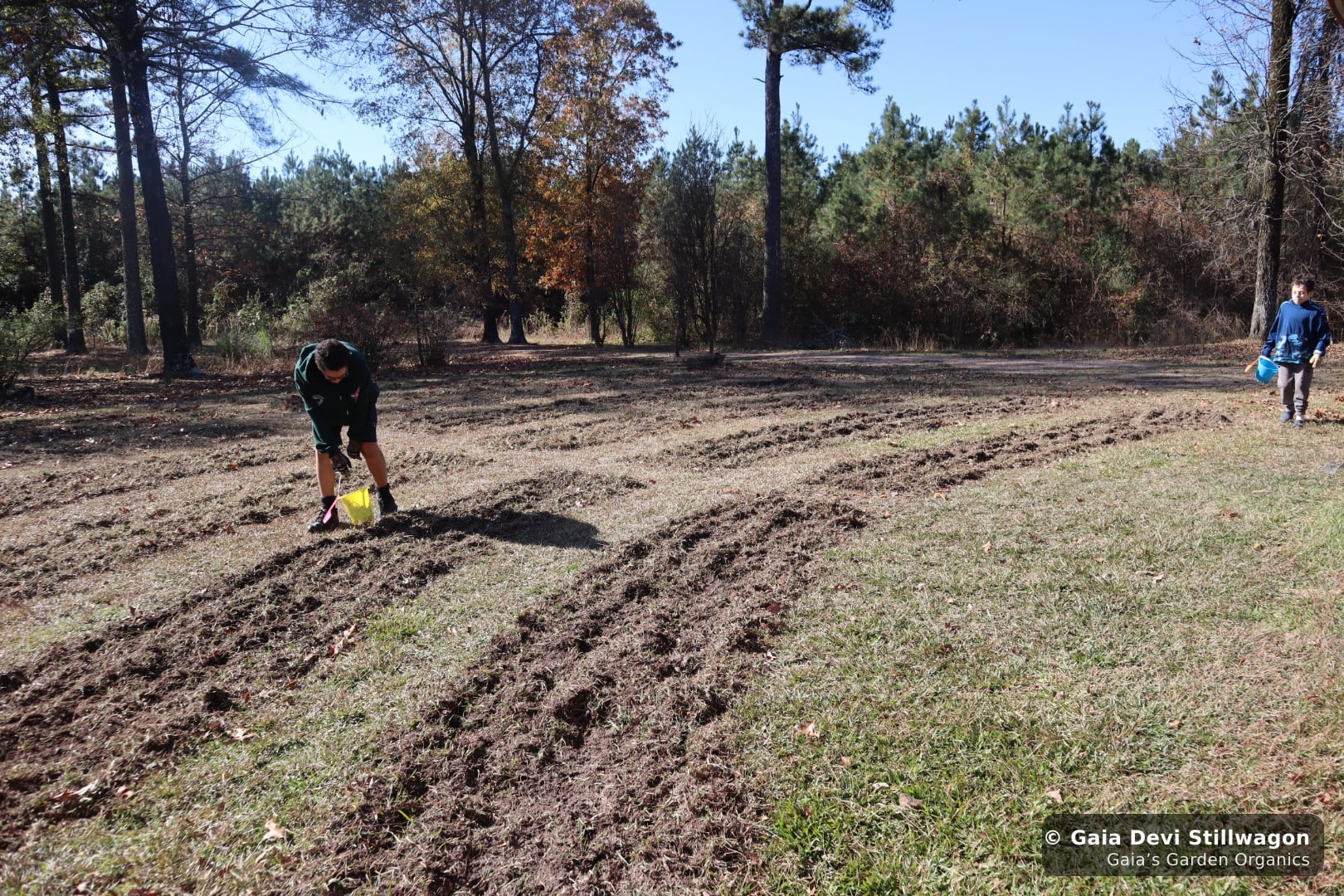 The medicinal herb garden at Gaia's Garden Organics, Umpire, Arkansas · Gaia Devi, clinical herbalist
