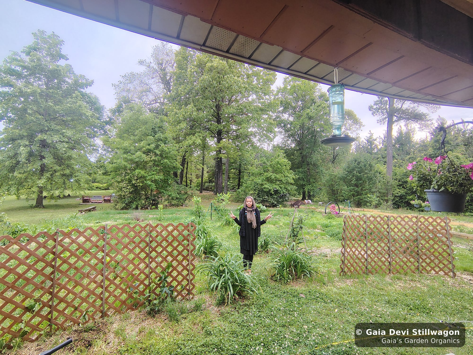 The medicinal herb garden at Gaia's Garden Organics, Umpire, Arkansas · Gaia Devi, clinical herbalist