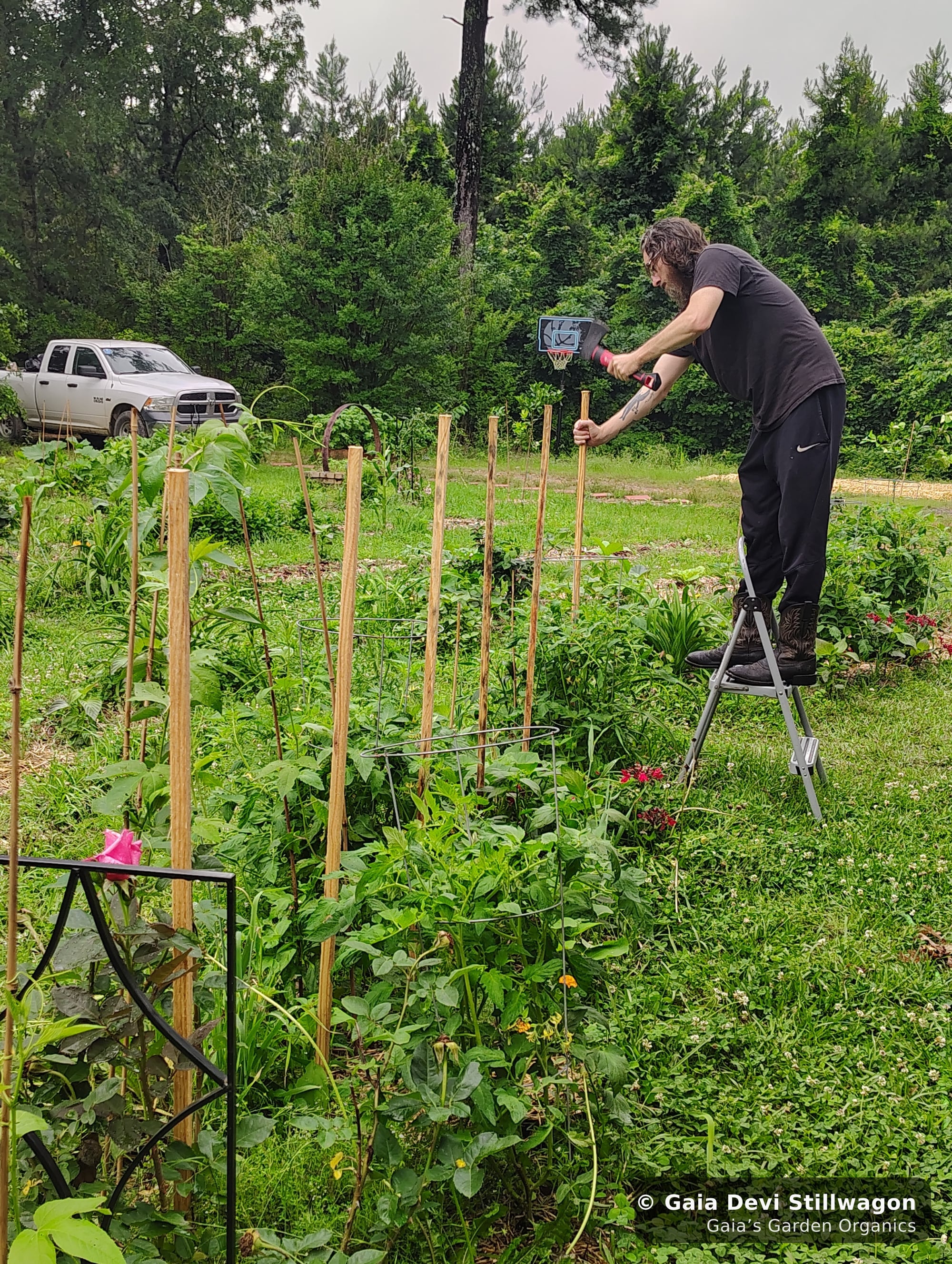 The medicinal herb garden at Gaia's Garden Organics, Umpire, Arkansas · Gaia Devi, clinical herbalist