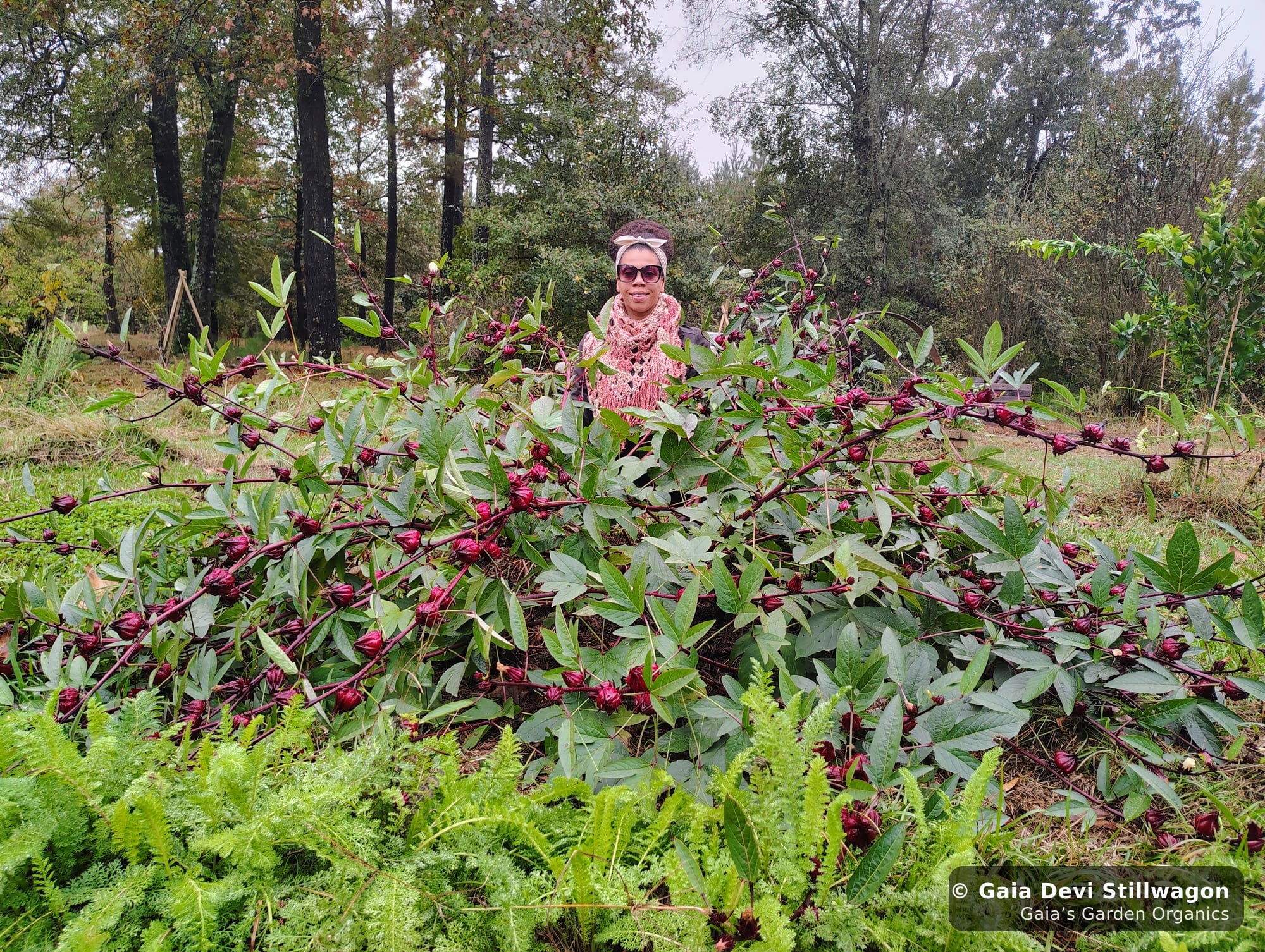 The medicinal herb garden at Gaia's Garden Organics, Umpire, Arkansas · Gaia Devi, clinical herbalist