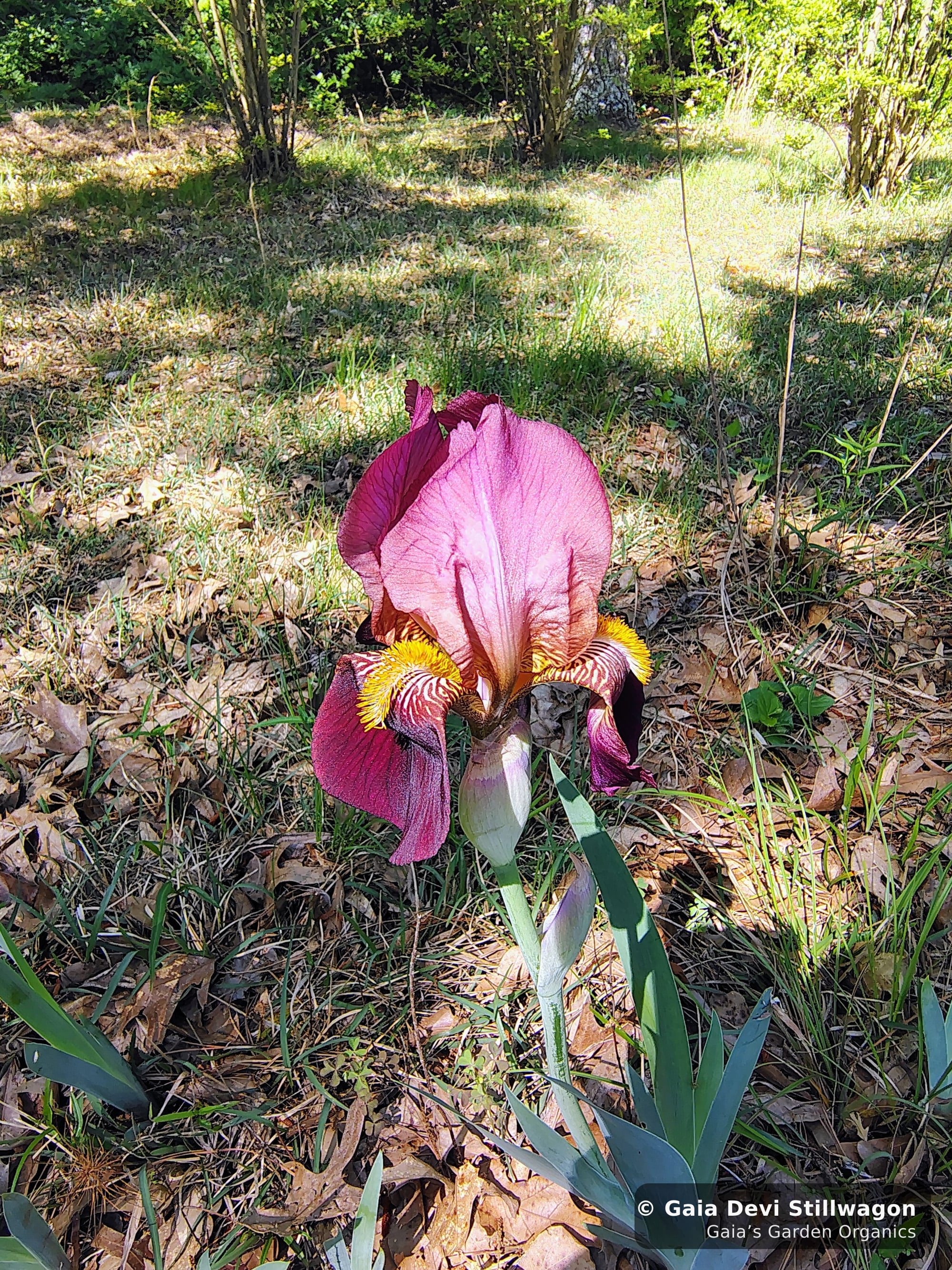 The medicinal herb garden at Gaia's Garden Organics, Umpire, Arkansas · Gaia Devi, clinical herbalist