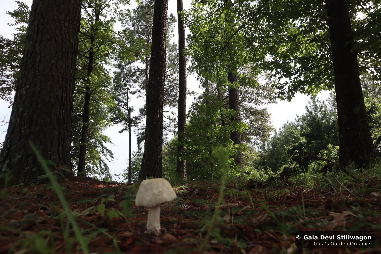 The medicinal herb garden at Gaia's Garden Organics, Umpire, Arkansas · Gaia Devi, clinical herbalist