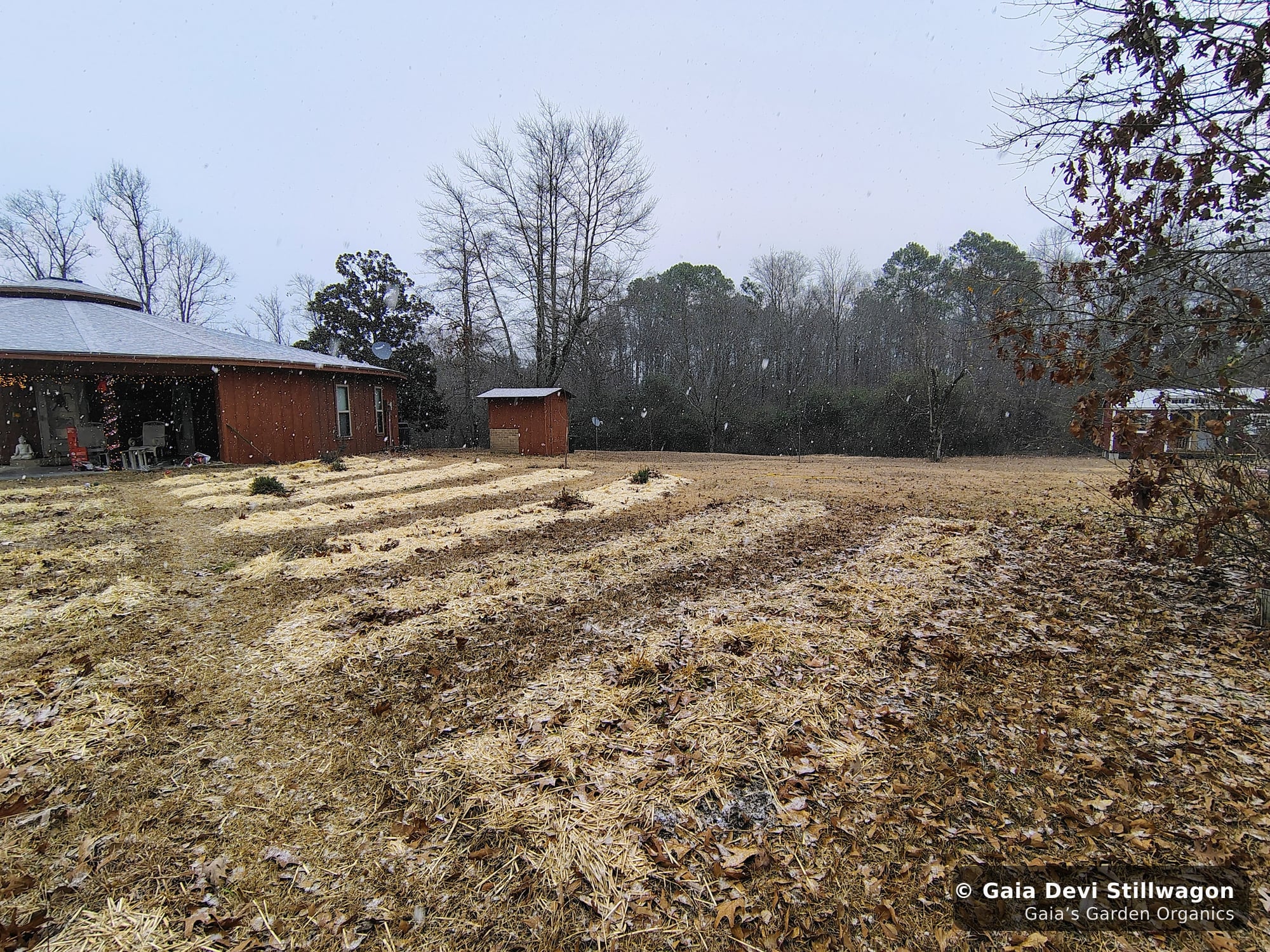 The medicinal herb garden at Gaia's Garden Organics, Umpire, Arkansas · Gaia Devi, clinical herbalist