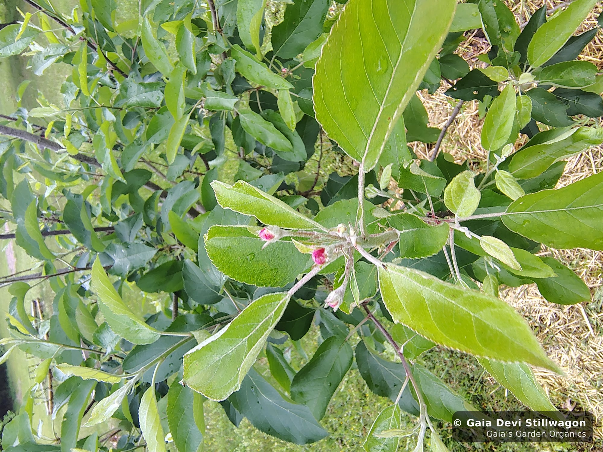 The medicinal herb garden at Gaia's Garden Organics — Umpire, Arkansas · Gaia Devi, clinical herbalist