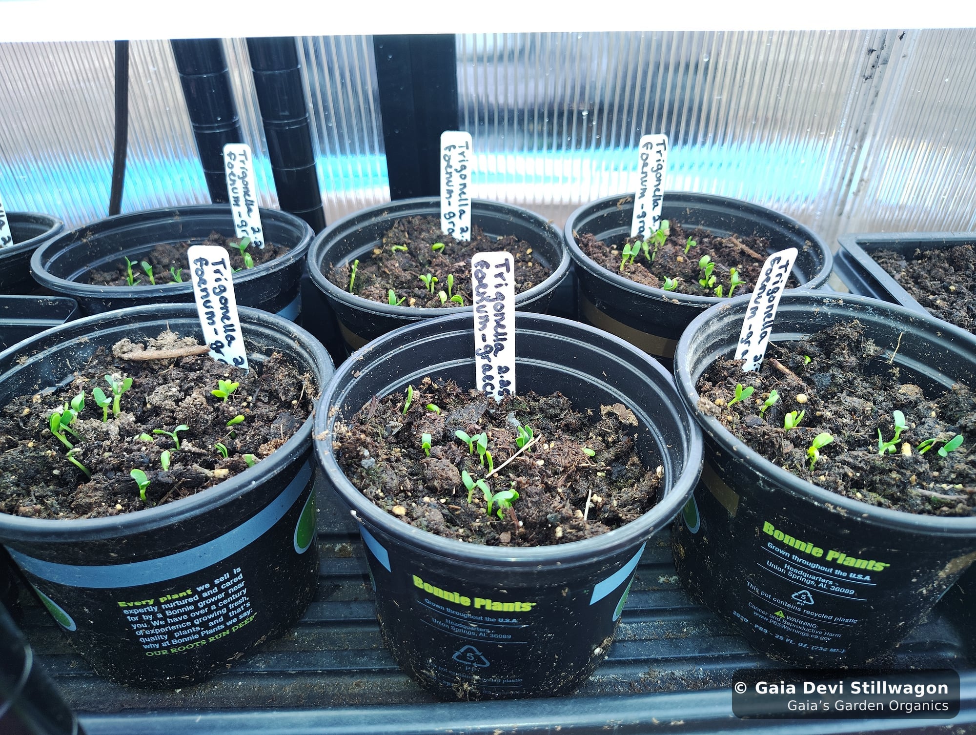 The medicinal herb garden at Gaia's Garden Organics, Umpire, Arkansas · Gaia Devi, clinical herbalist