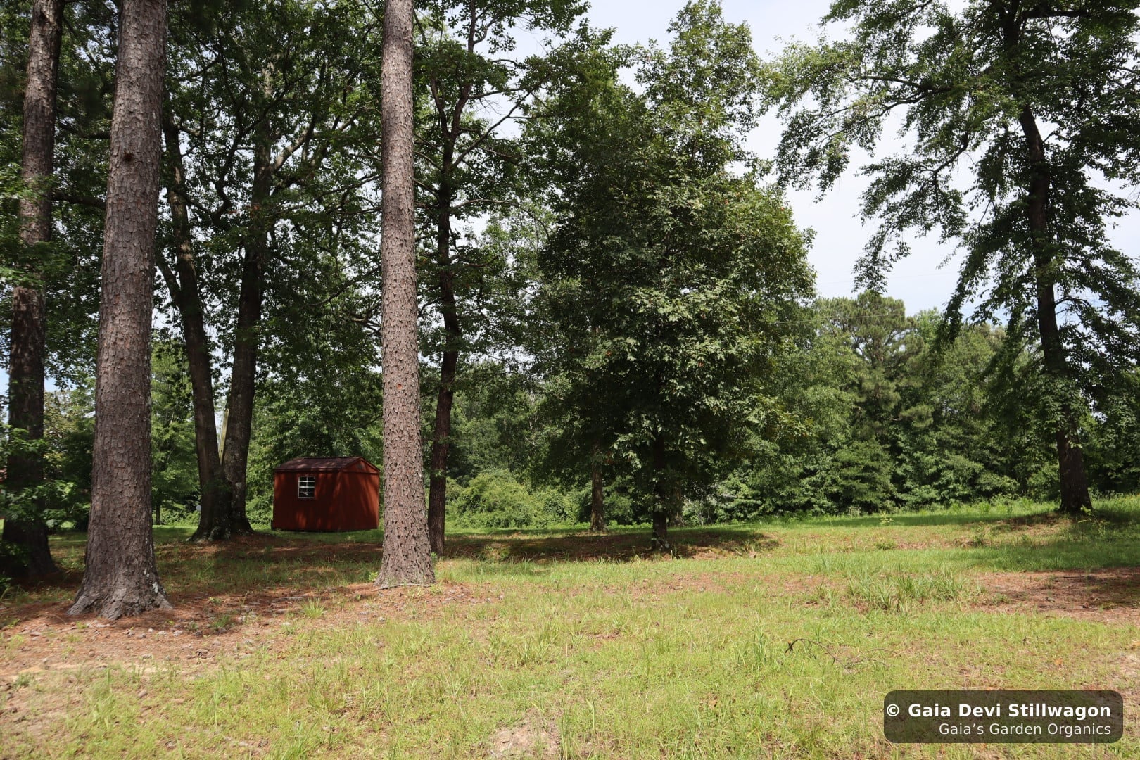 The medicinal herb garden at Gaia's Garden Organics, Umpire, Arkansas · Gaia Devi, clinical herbalist
