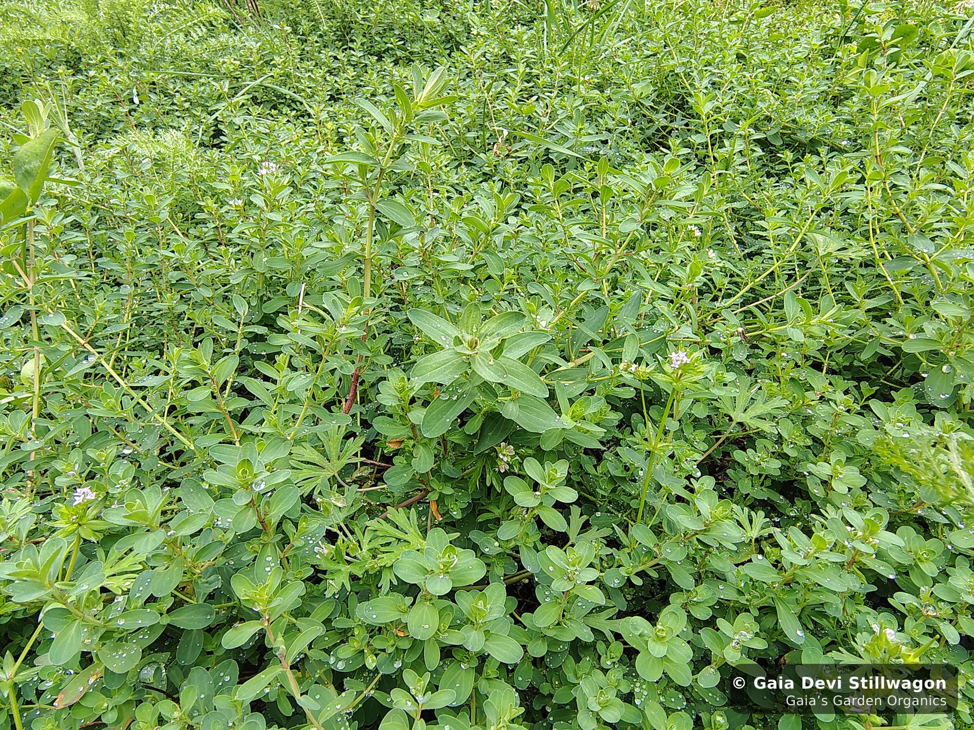 St. John's Wort growing densely at Gaia's Garden in Umpire, Arkansas, started from seed in the herbal medicine garden