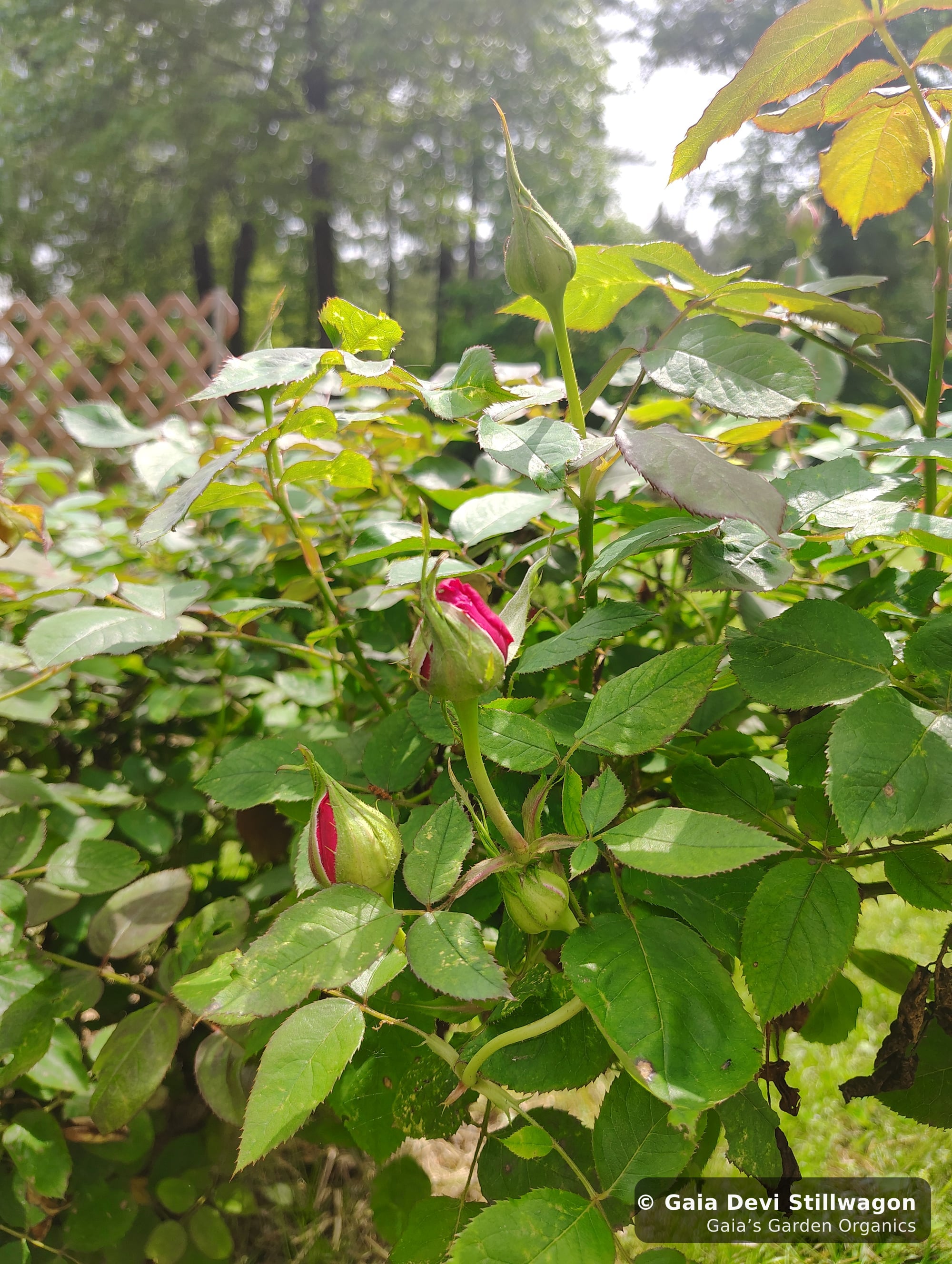 Two rose buds beginning to open at Gaia's Garden in Umpire, Arkansas, the lattice trellis softly visible behind, the source plant for our Heartful Flower Essence