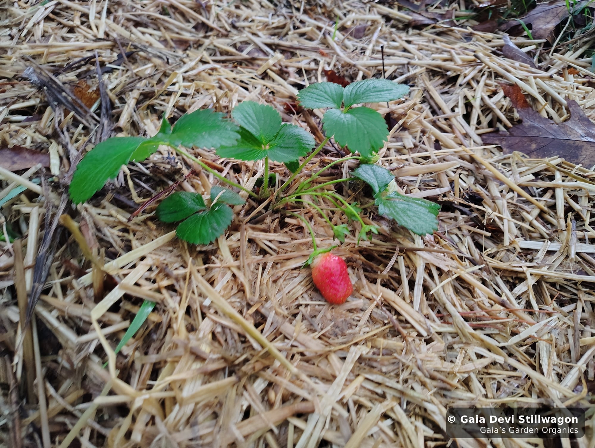 The medicinal herb garden at Gaia's Garden Organics, Umpire, Arkansas · Gaia Devi, clinical herbalist