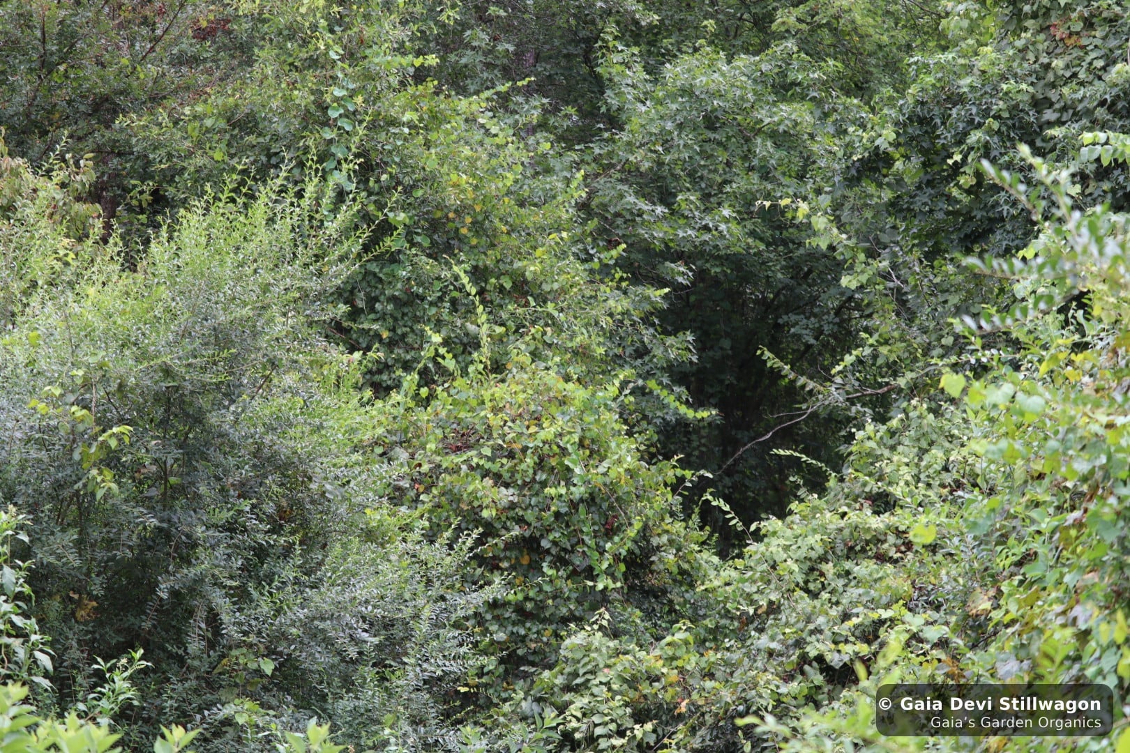 The medicinal herb garden at Gaia's Garden Organics, Umpire, Arkansas · Gaia Devi, clinical herbalist