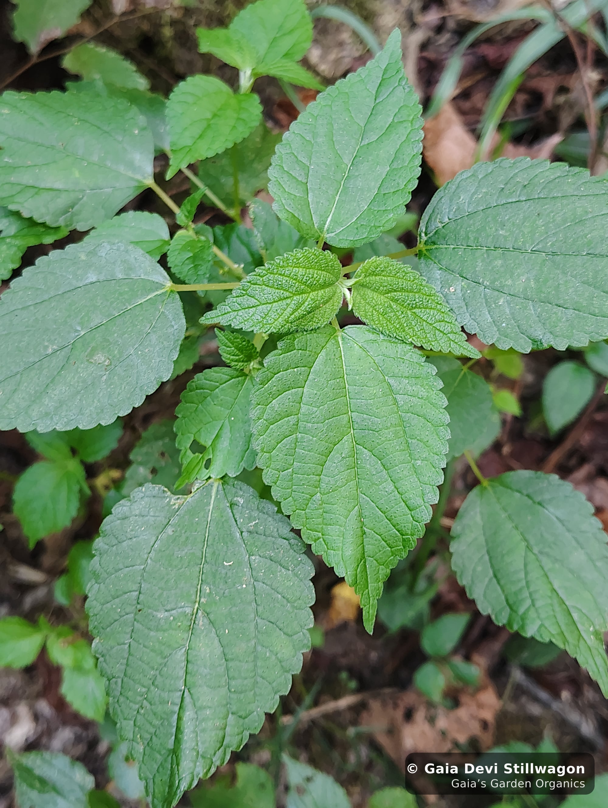 The medicinal herb garden at Gaia's Garden Organics, Umpire, Arkansas · Gaia Devi, clinical herbalist