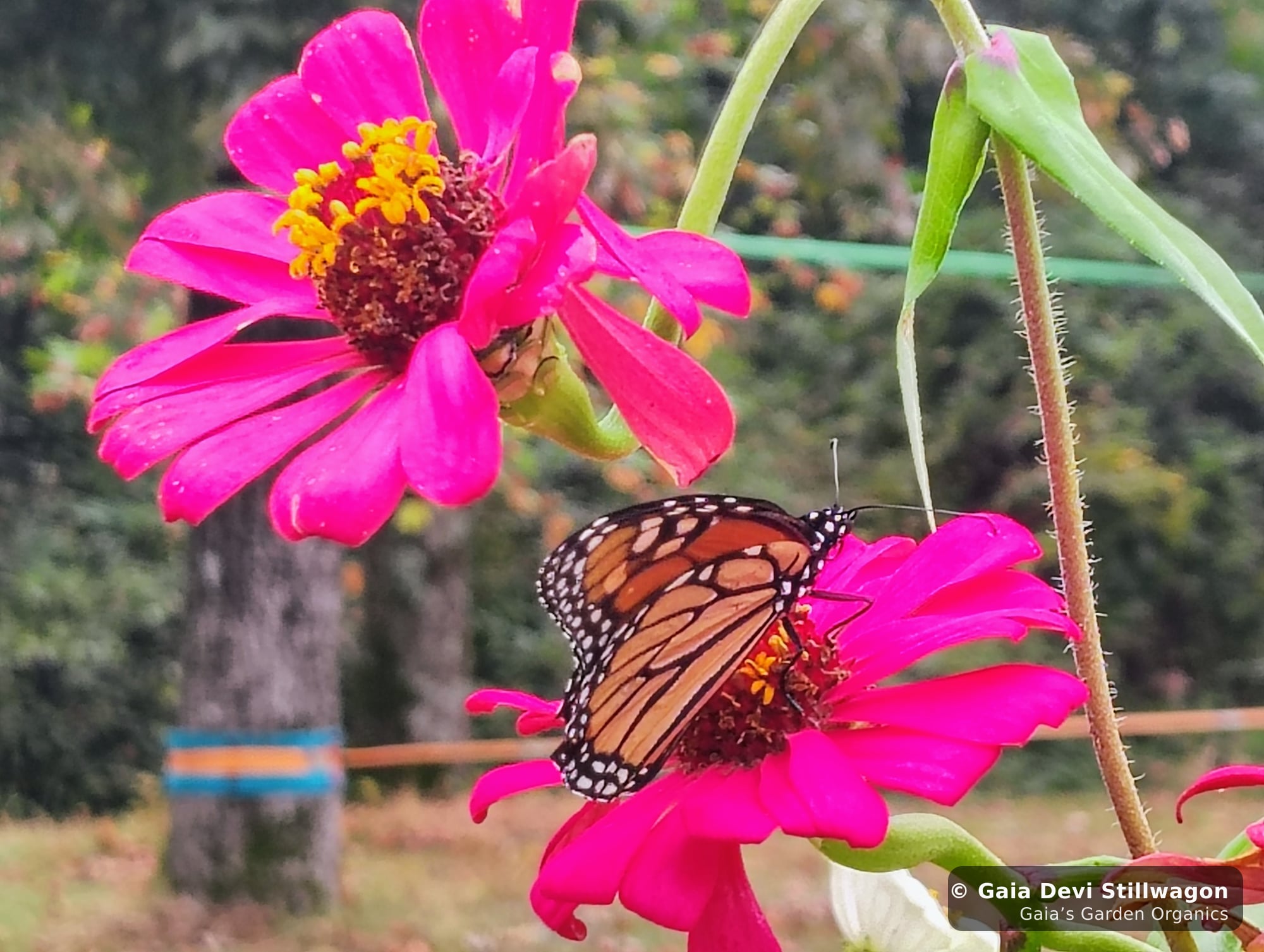 The medicinal herb garden at Gaia's Garden Organics, Umpire, Arkansas · Gaia Devi, clinical herbalist