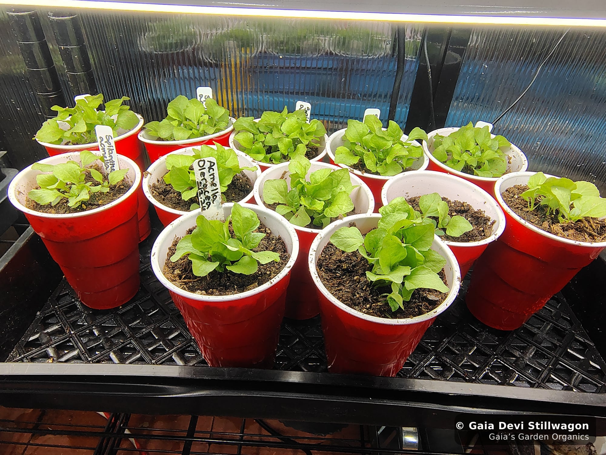 The medicinal herb garden at Gaia's Garden Organics, Umpire, Arkansas · Gaia Devi, clinical herbalist