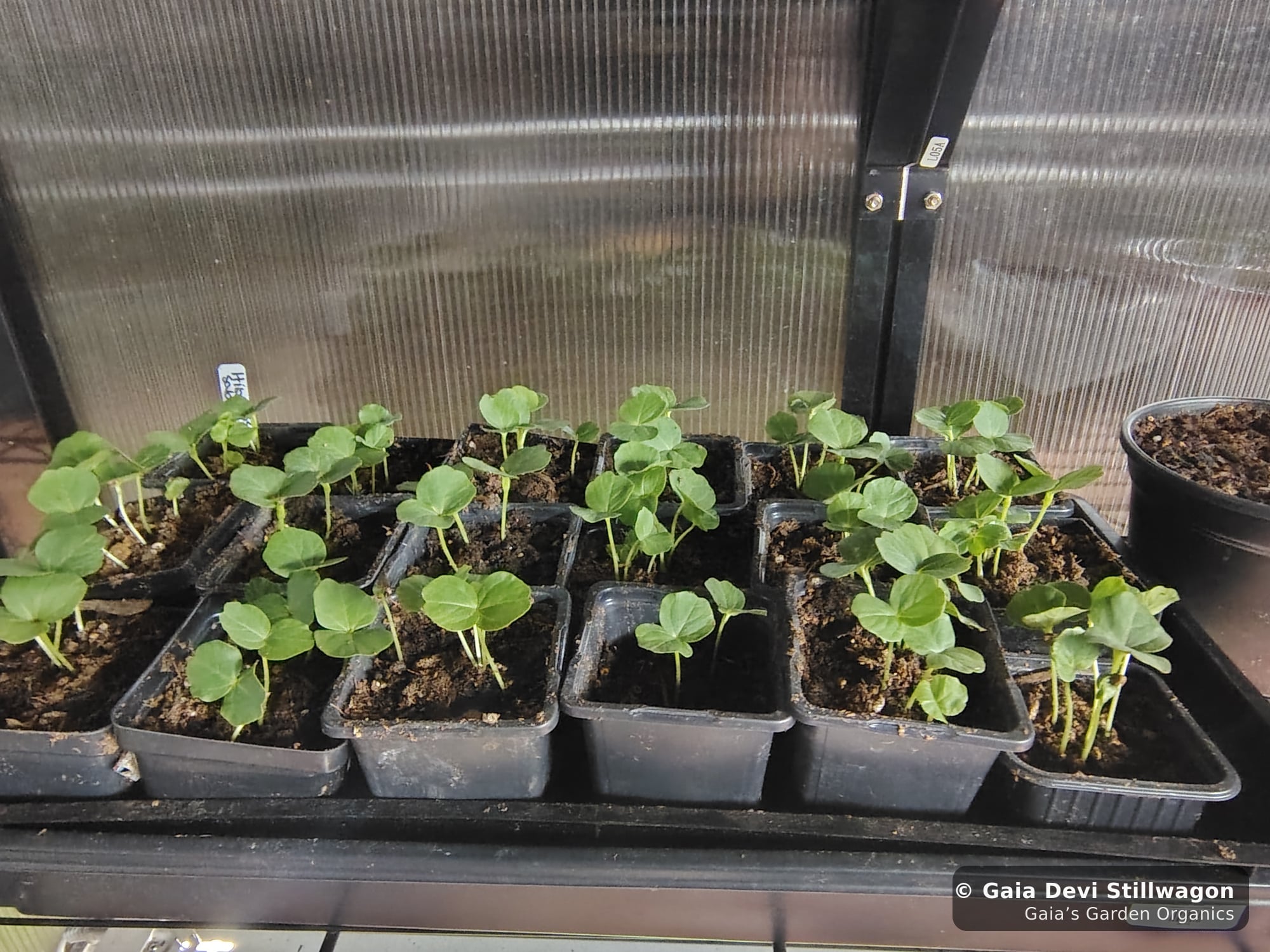 The medicinal herb garden at Gaia's Garden Organics, Umpire, Arkansas · Gaia Devi, clinical herbalist