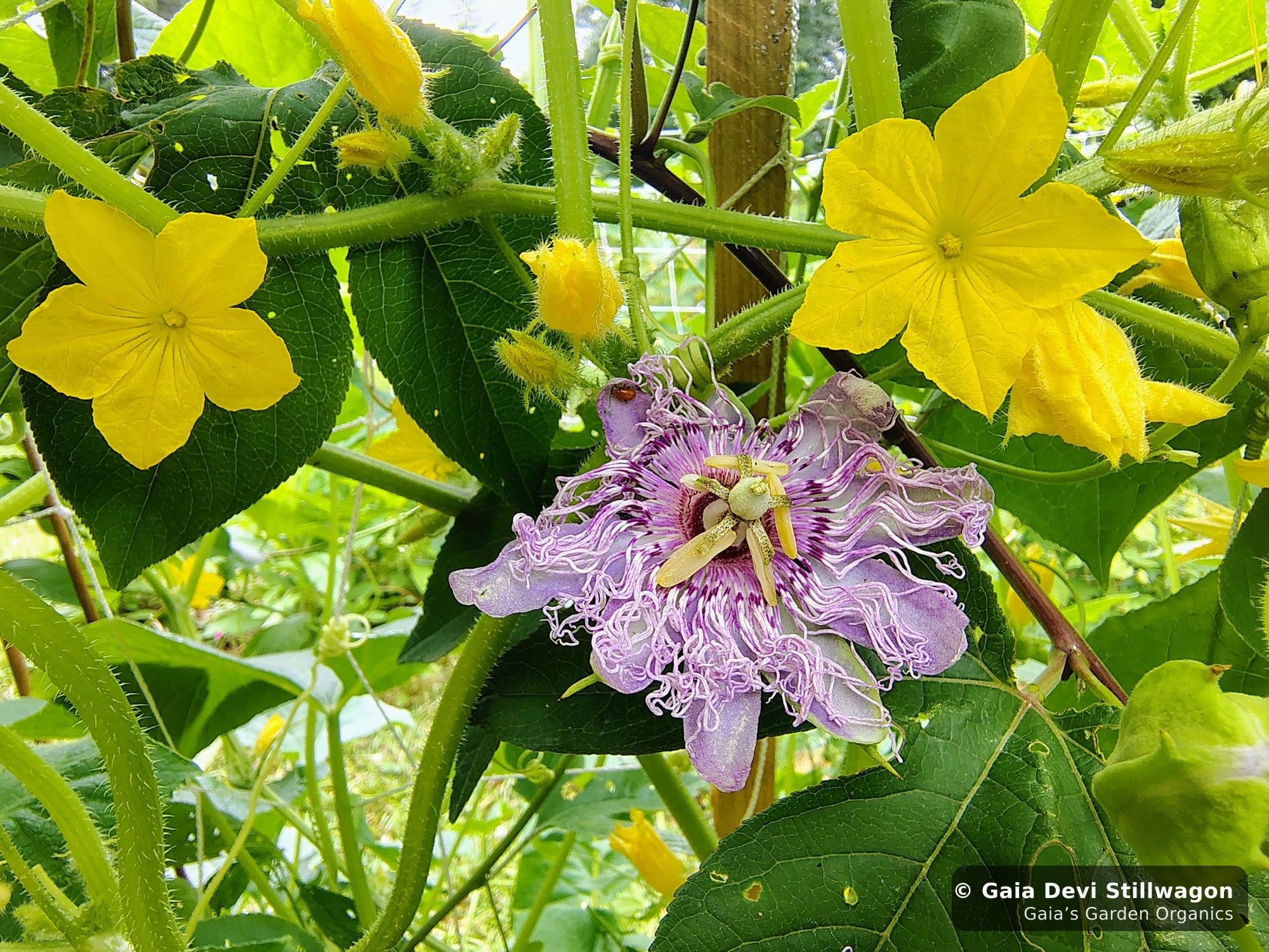 The medicinal herb garden at Gaia's Garden Organics, Umpire, Arkansas · Gaia Devi, clinical herbalist
