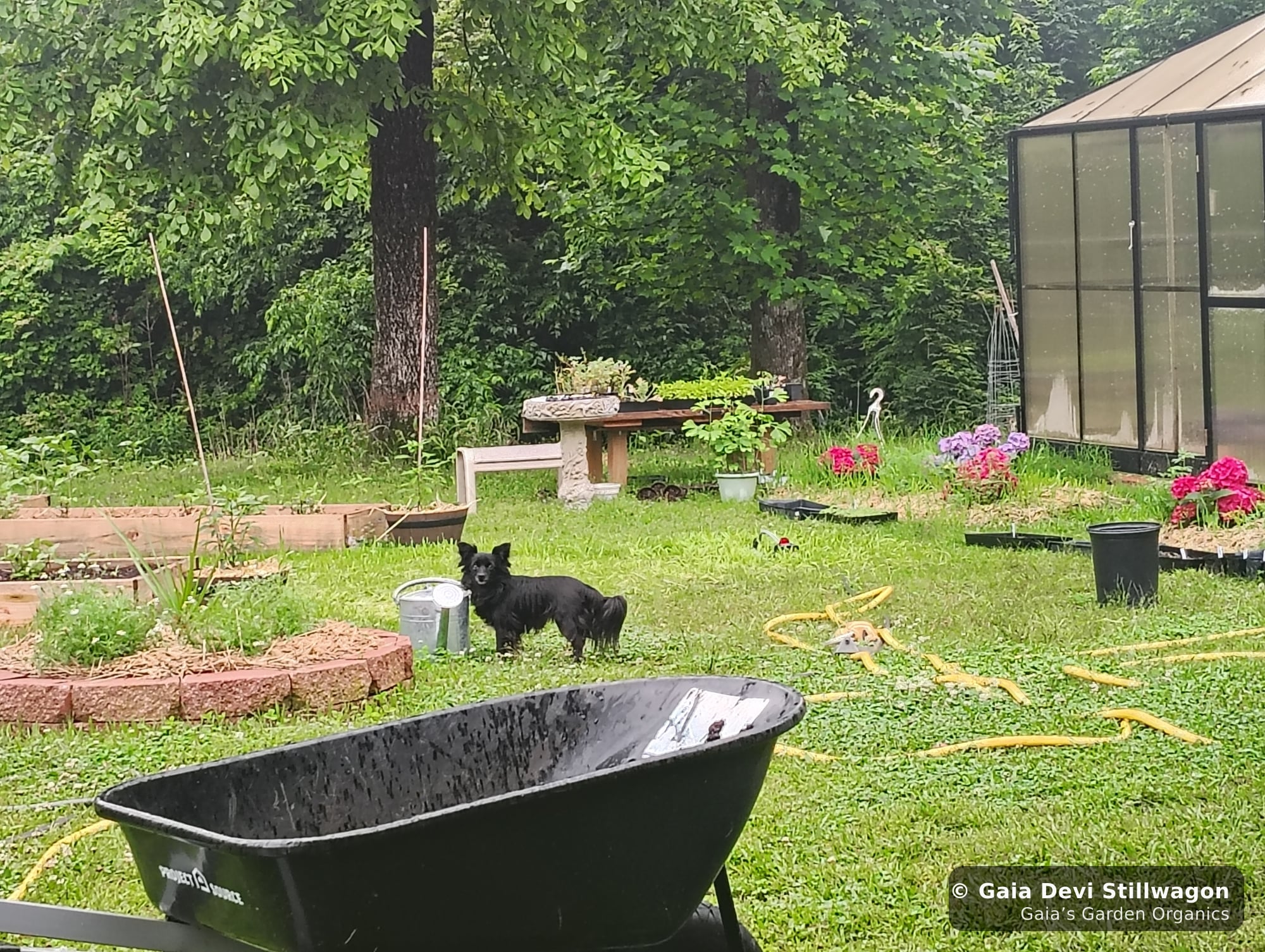 The medicinal herb garden at Gaia's Garden Organics, Umpire, Arkansas · Gaia Devi, clinical herbalist