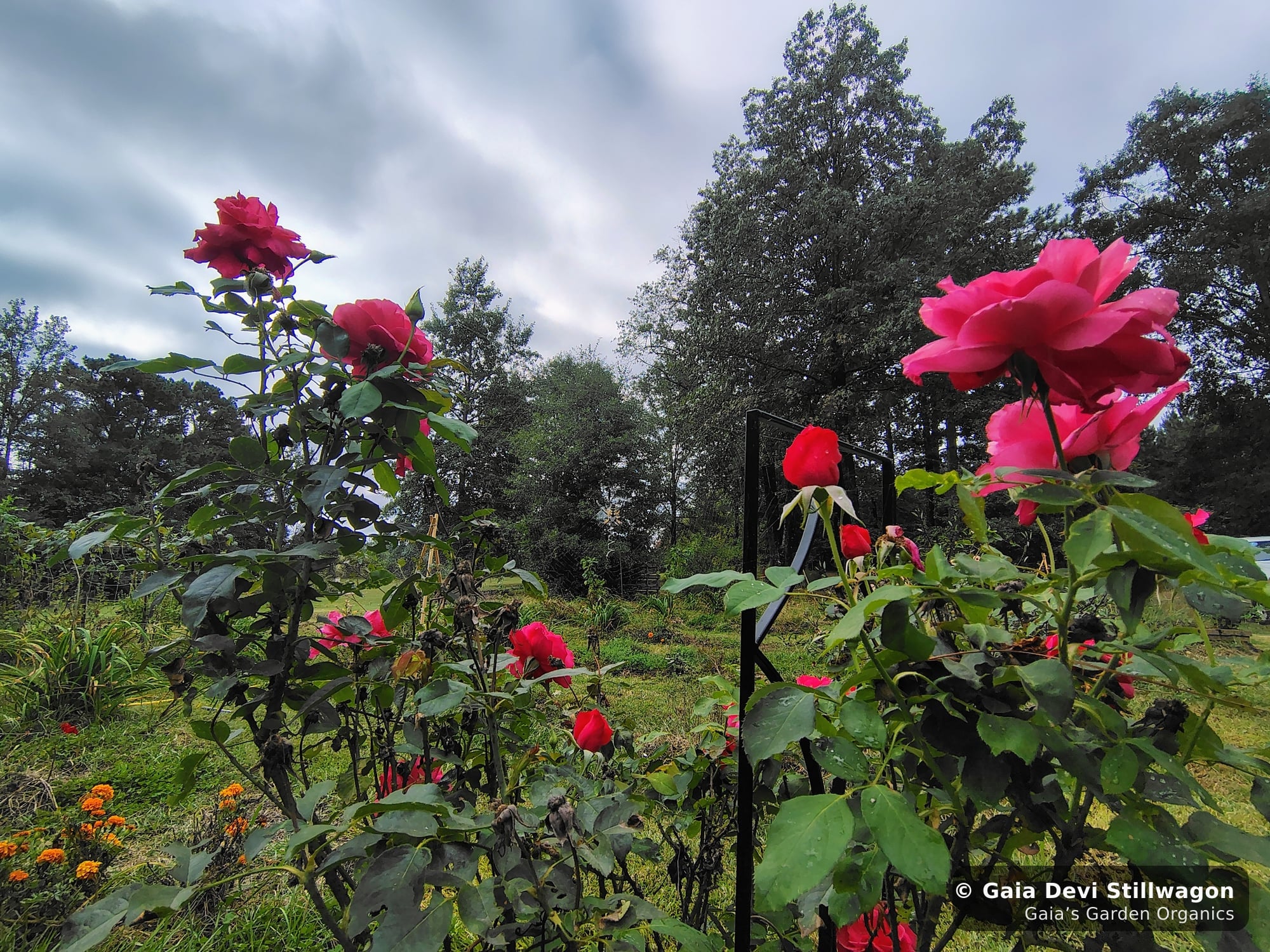The medicinal herb garden at Gaia's Garden Organics, Umpire, Arkansas · Gaia Devi, clinical herbalist