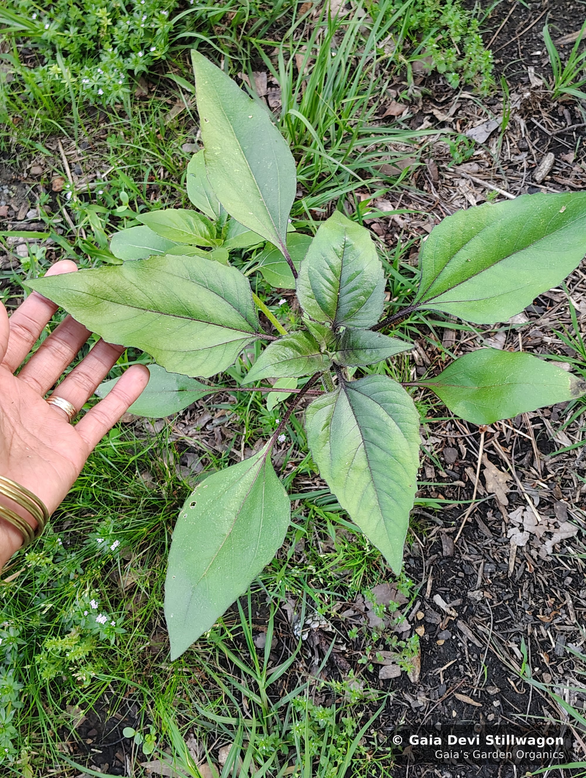 The medicinal herb garden at Gaia's Garden Organics — Umpire, Arkansas · Gaia Devi, clinical herbalist