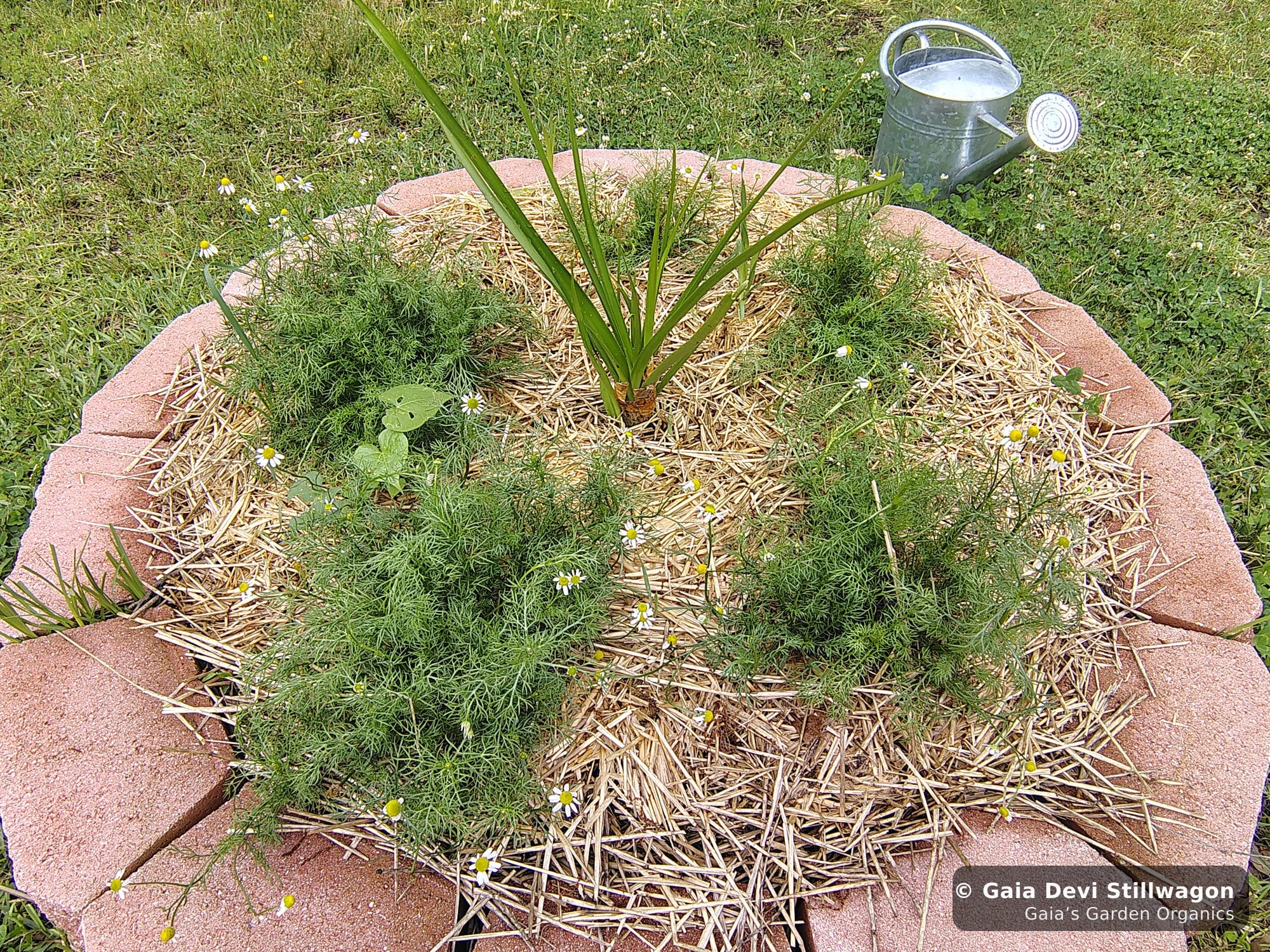 The medicinal herb garden at Gaia's Garden Organics, Umpire, Arkansas · Gaia Devi, clinical herbalist
