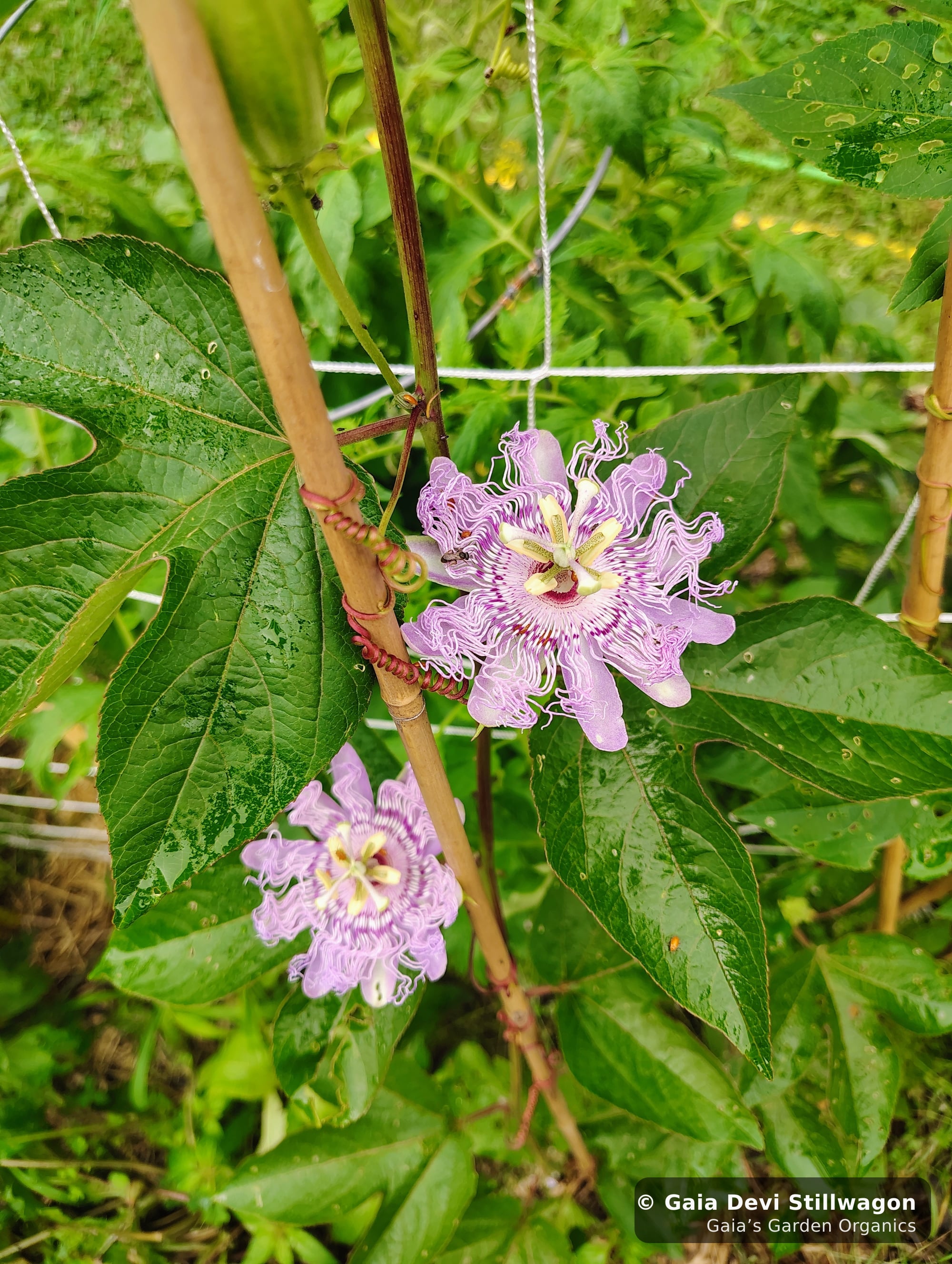 The medicinal herb garden at Gaia's Garden Organics, Umpire, Arkansas · Gaia Devi, clinical herbalist