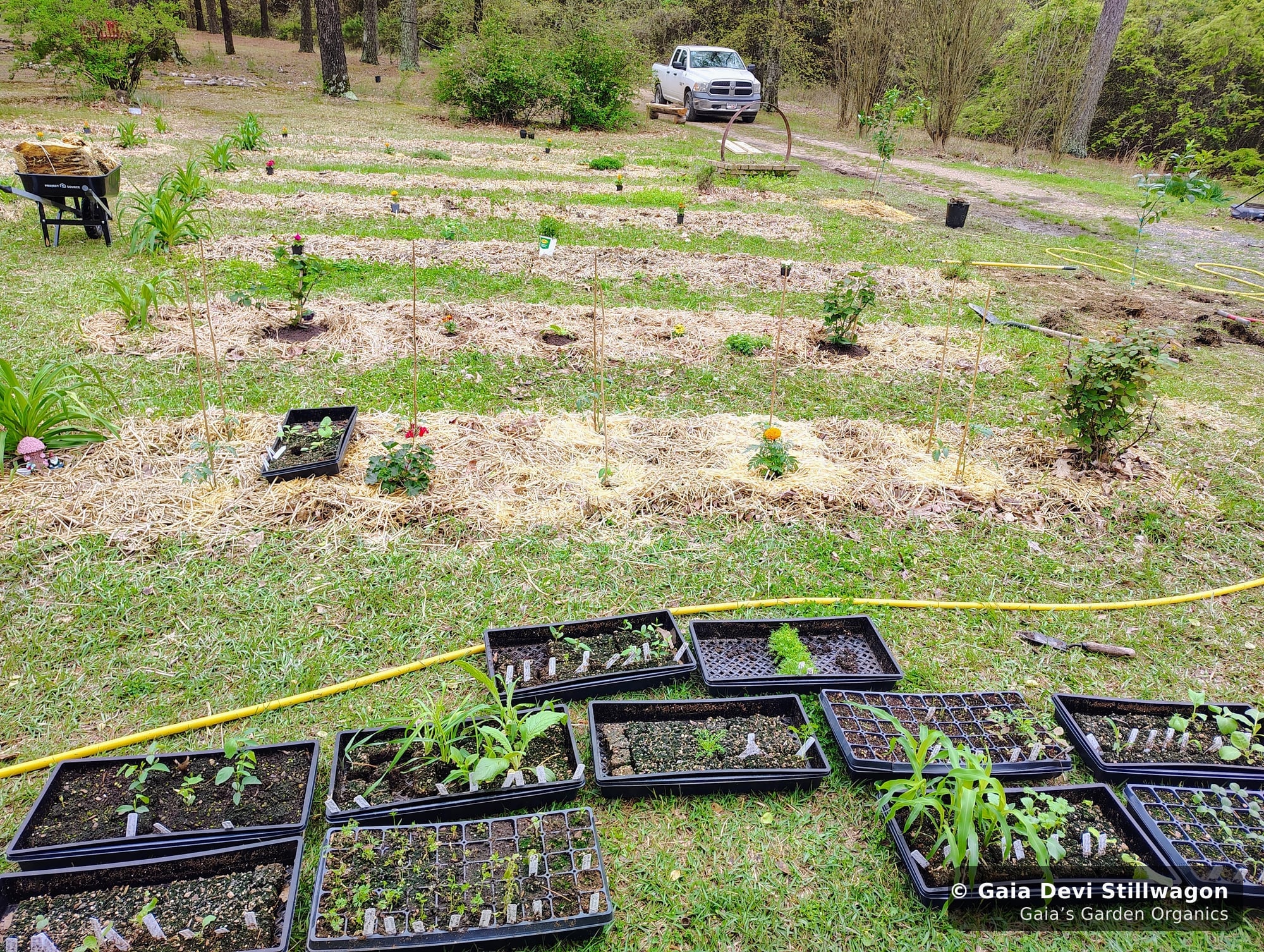 The medicinal herb garden at Gaia's Garden Organics, Umpire, Arkansas · Gaia Devi, clinical herbalist
