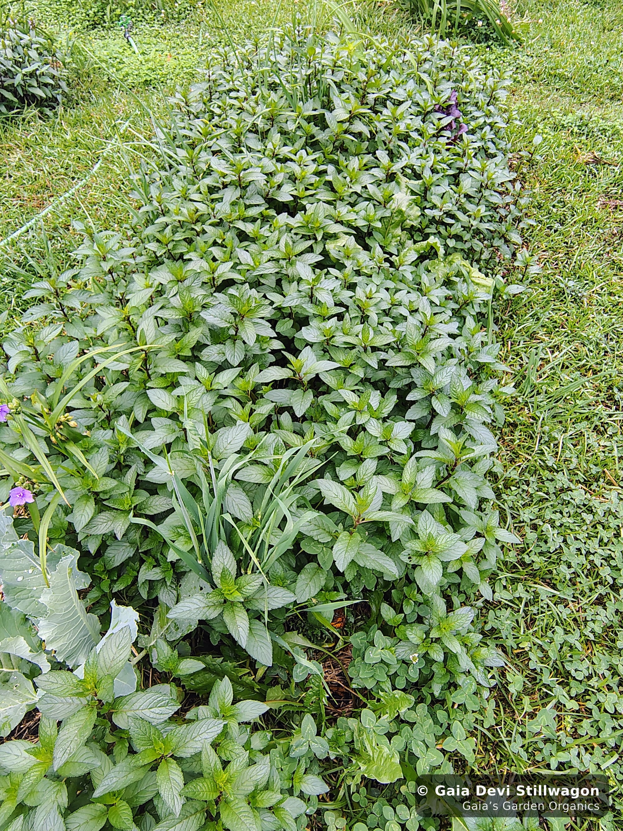 The medicinal herb garden at Gaia's Garden Organics, Umpire, Arkansas · Gaia Devi, clinical herbalist