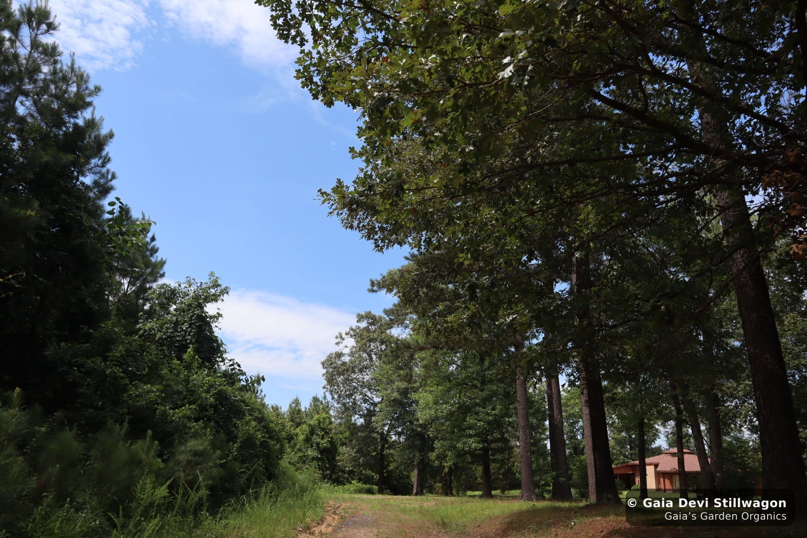 The medicinal herb garden at Gaia's Garden Organics, Umpire, Arkansas · Gaia Devi, clinical herbalist